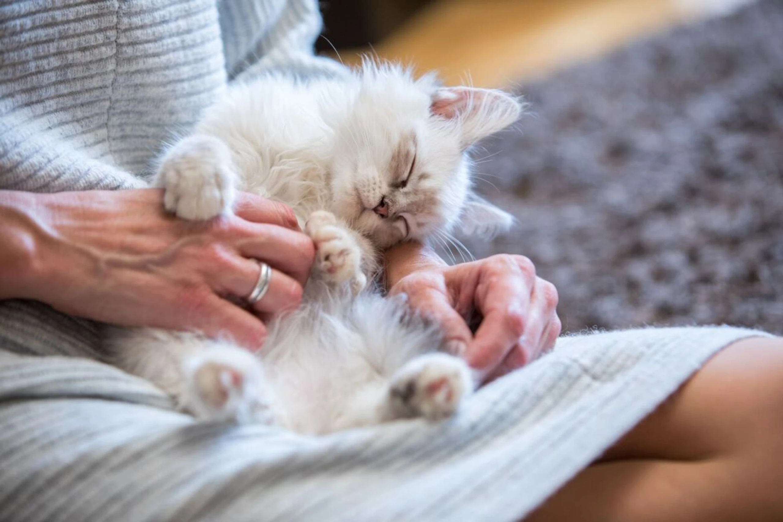 Eine Katzenallergie kann Asthmaanfälle und Heuschnupfen auslösen