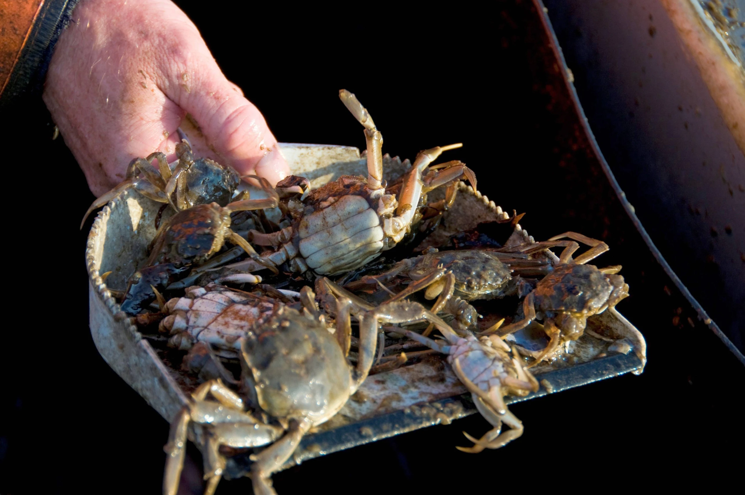 © IMAGO / blickwinkel Blurred image background