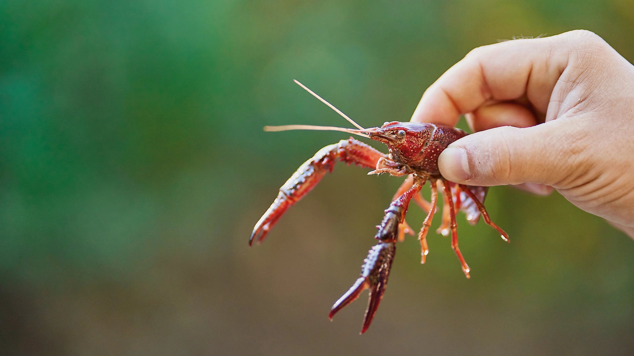 Signalkrebs, Grundel, Ochsenfrosch: Sollten wir Invasoren einfach aufessen?