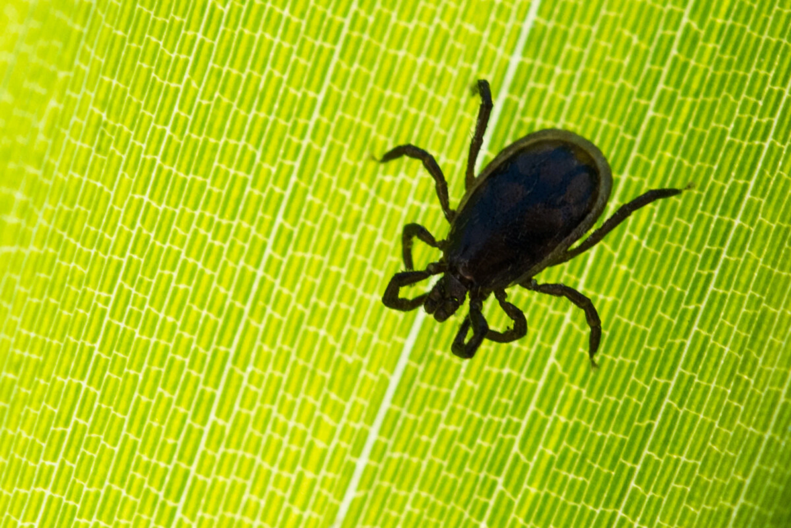 Zeckenspeichel verändert Immunreaktion von Hautzellen