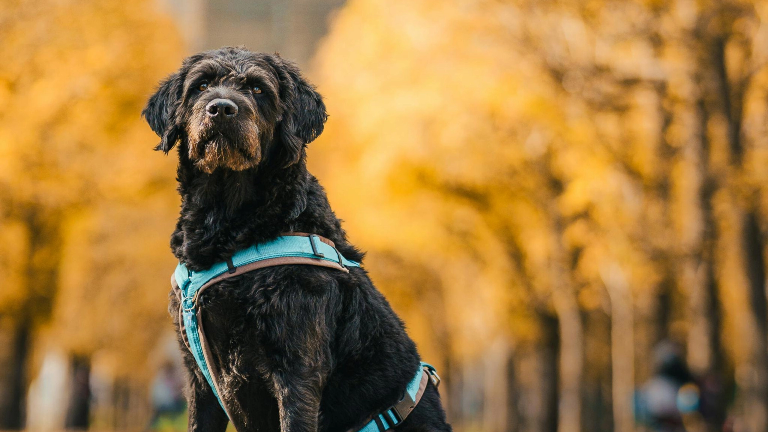 Hundesteuer, Wasseranschlüsse, Mozartverkäufer: Wien erhöht zahlreiche Gebühren