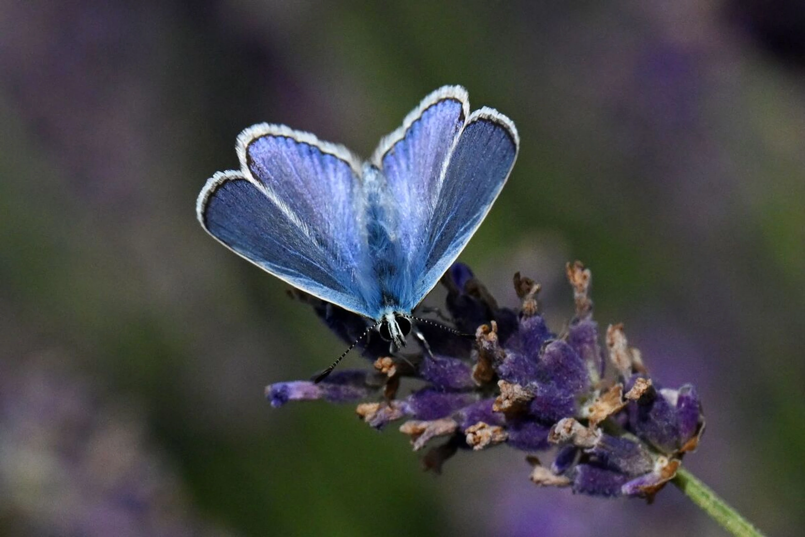 Die Kenntnis der DNA aller Falter soll zum Art-Erhalt beitragen