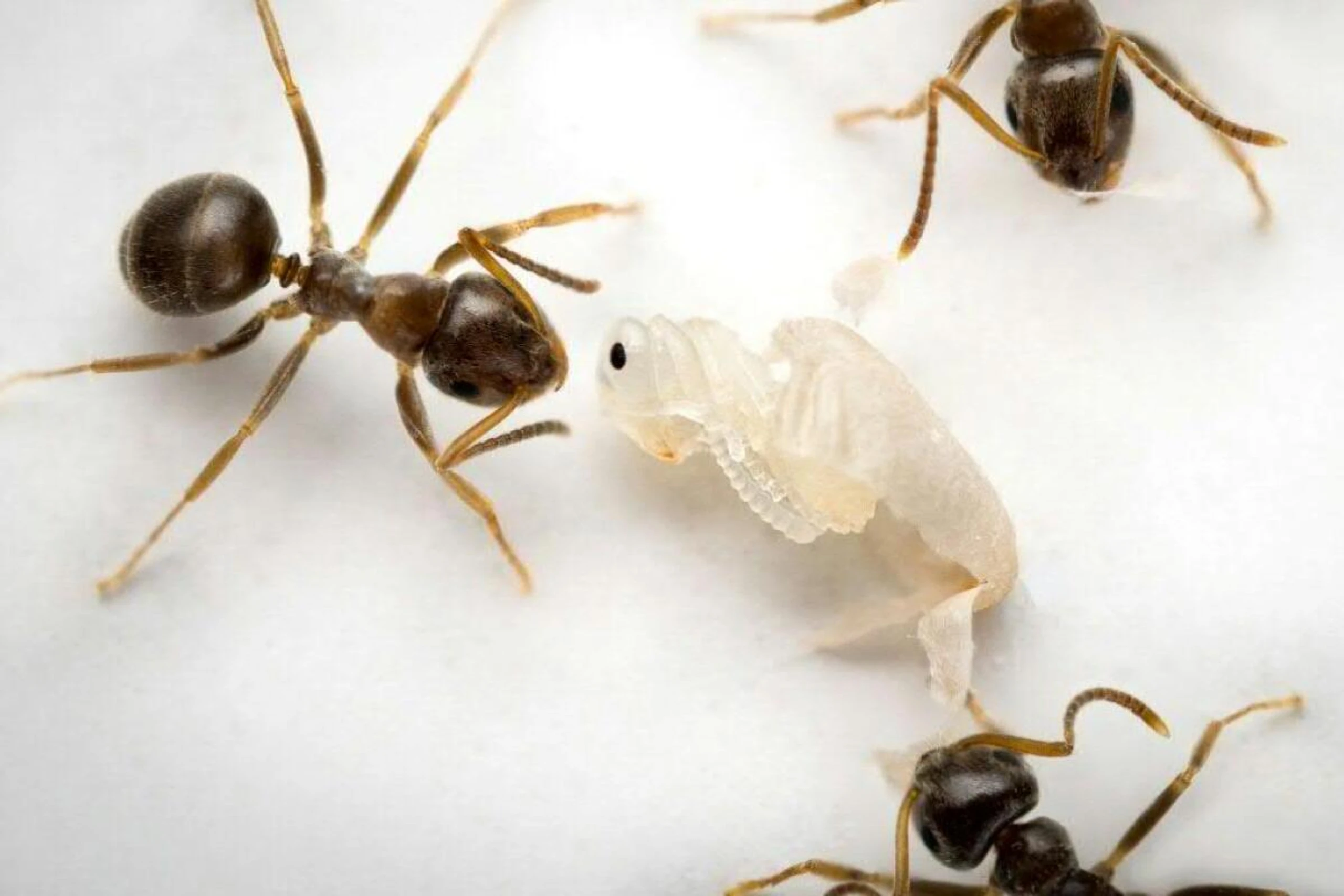 Der Kokon tödlich infizierter Puppen wird entfernt. Ameisenpuppen, die ihren nahen Tod aufgrund unheilbarer Infektion an die Arbeiterinnen signalisieren, werden von diesen aus dem Kokon ausgepackt und anschließend desinfiziert