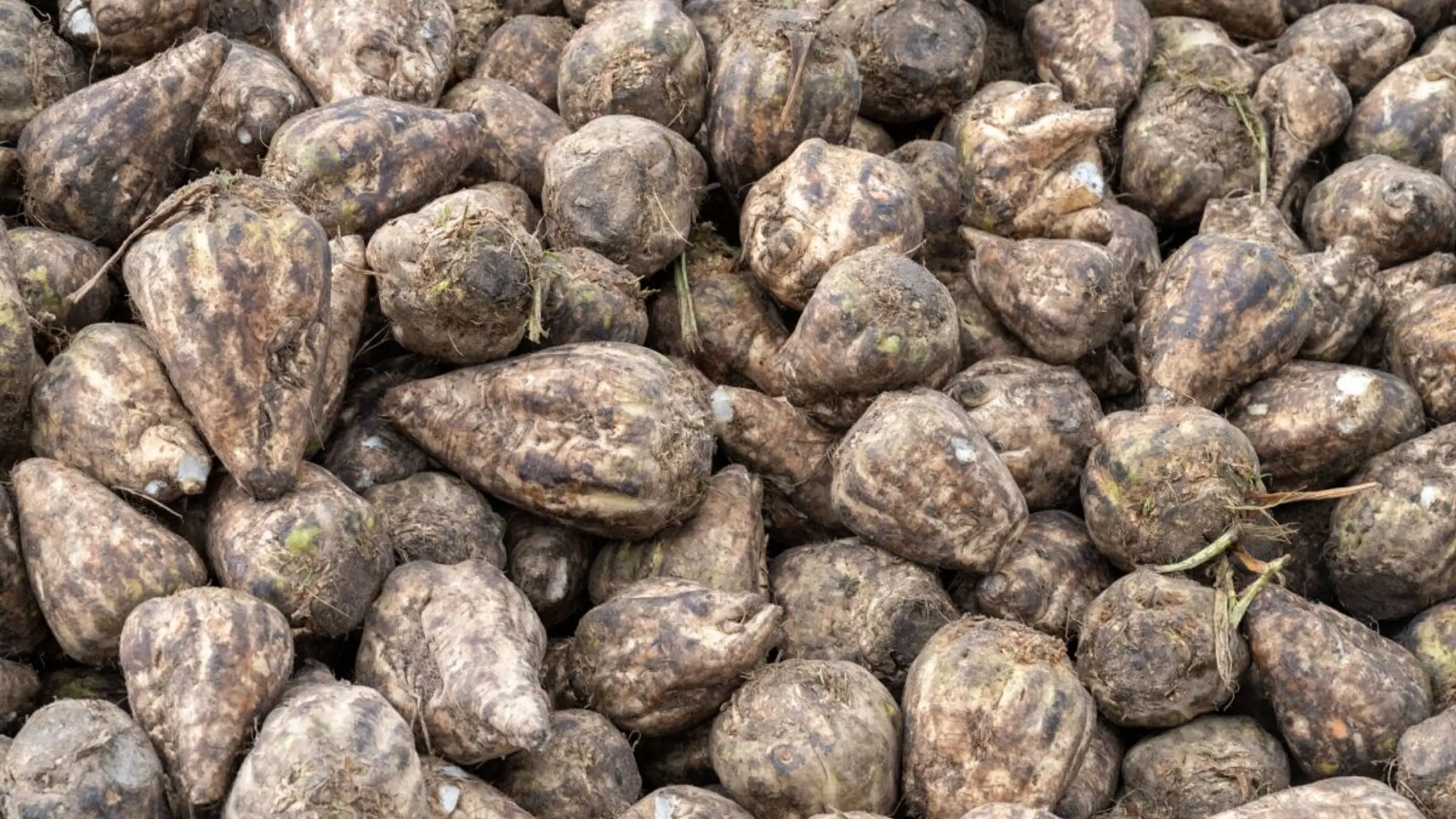 ++ ARCHIVBILD ++ Agrana kommt mir Rübenbauern zu einer Einigung