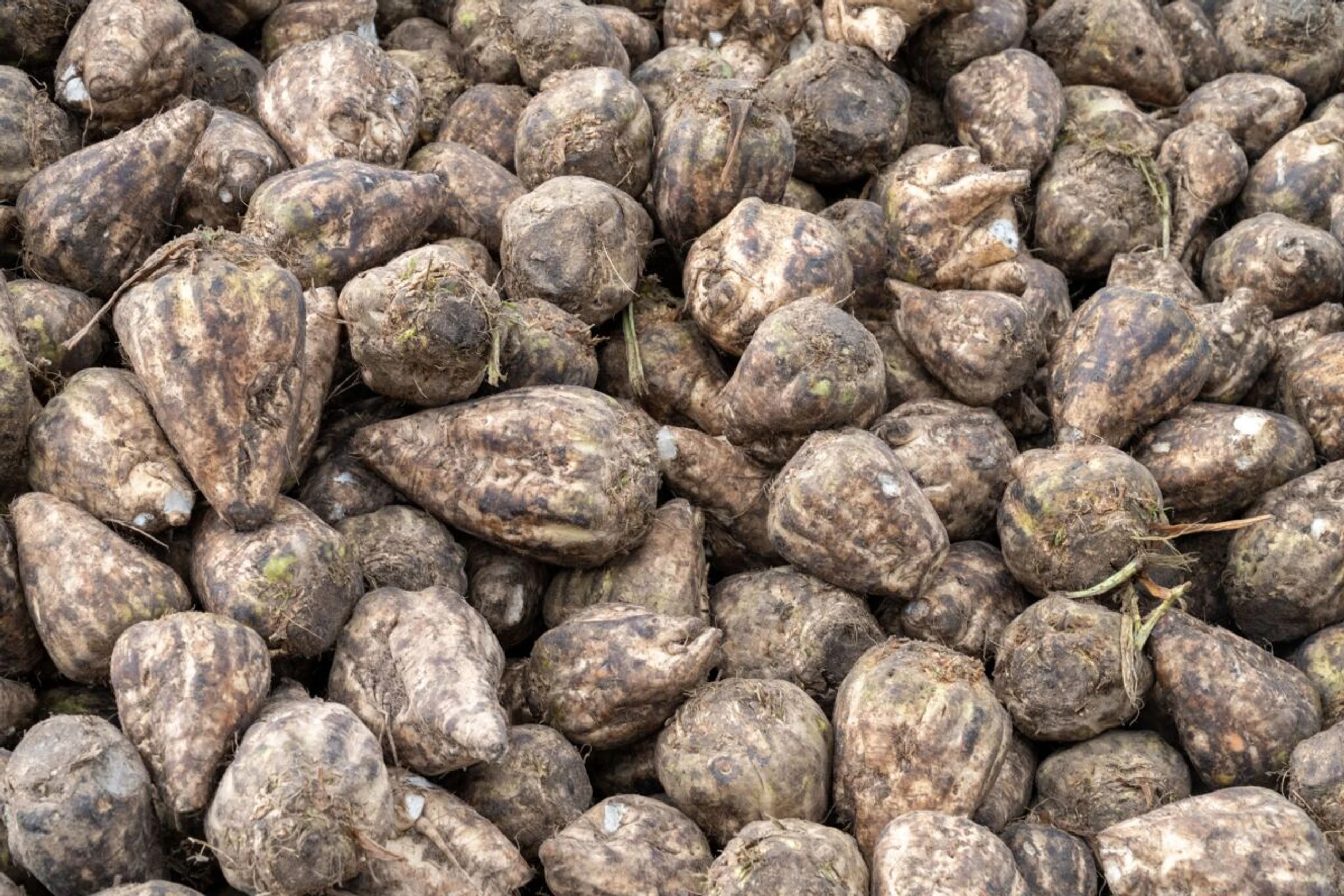 ++ ARCHIVBILD ++ Agrana kommt mir Rübenbauern zu einer Einigung