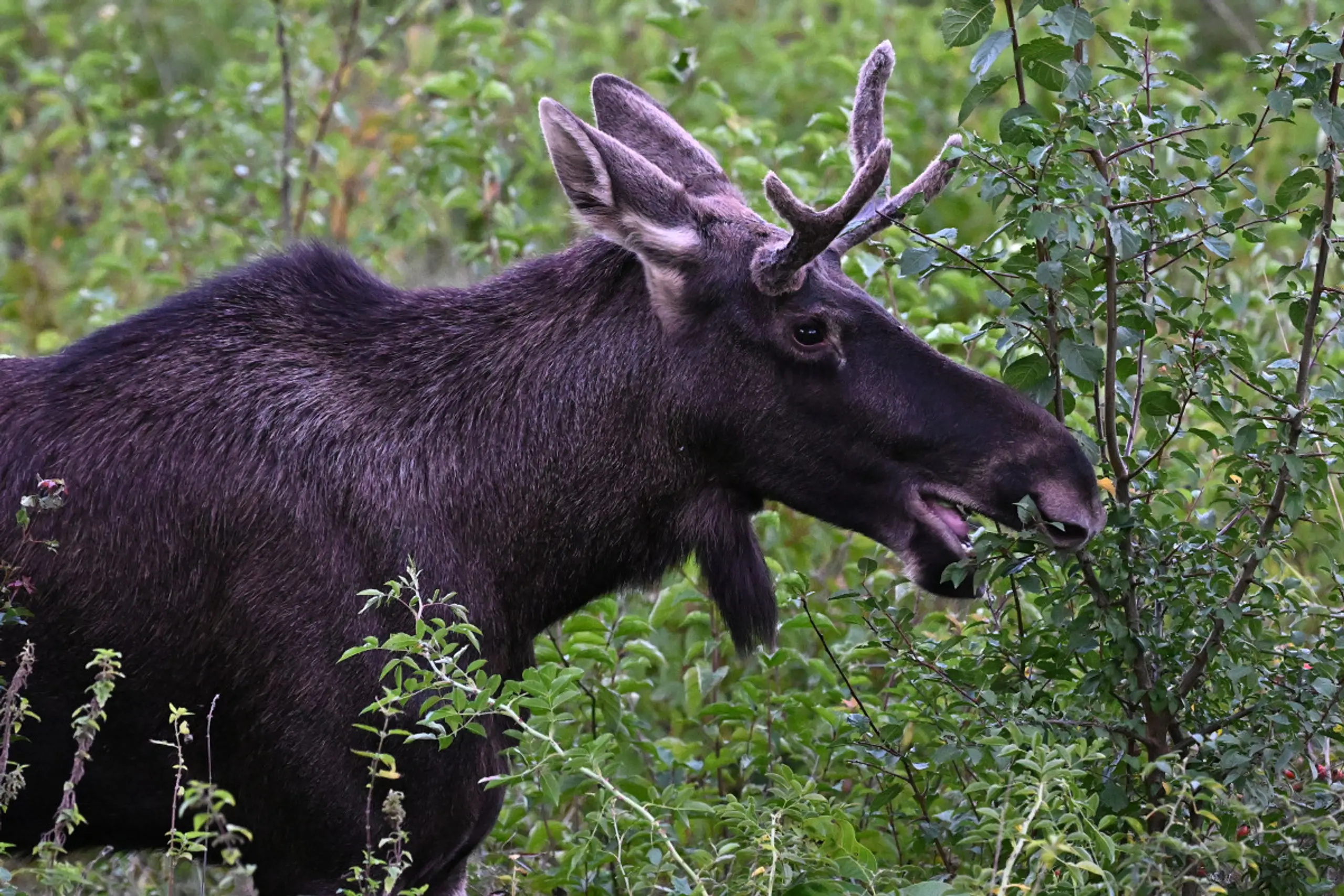 Der überzeugende tierische Kurz-"Wahl-Österreicher"