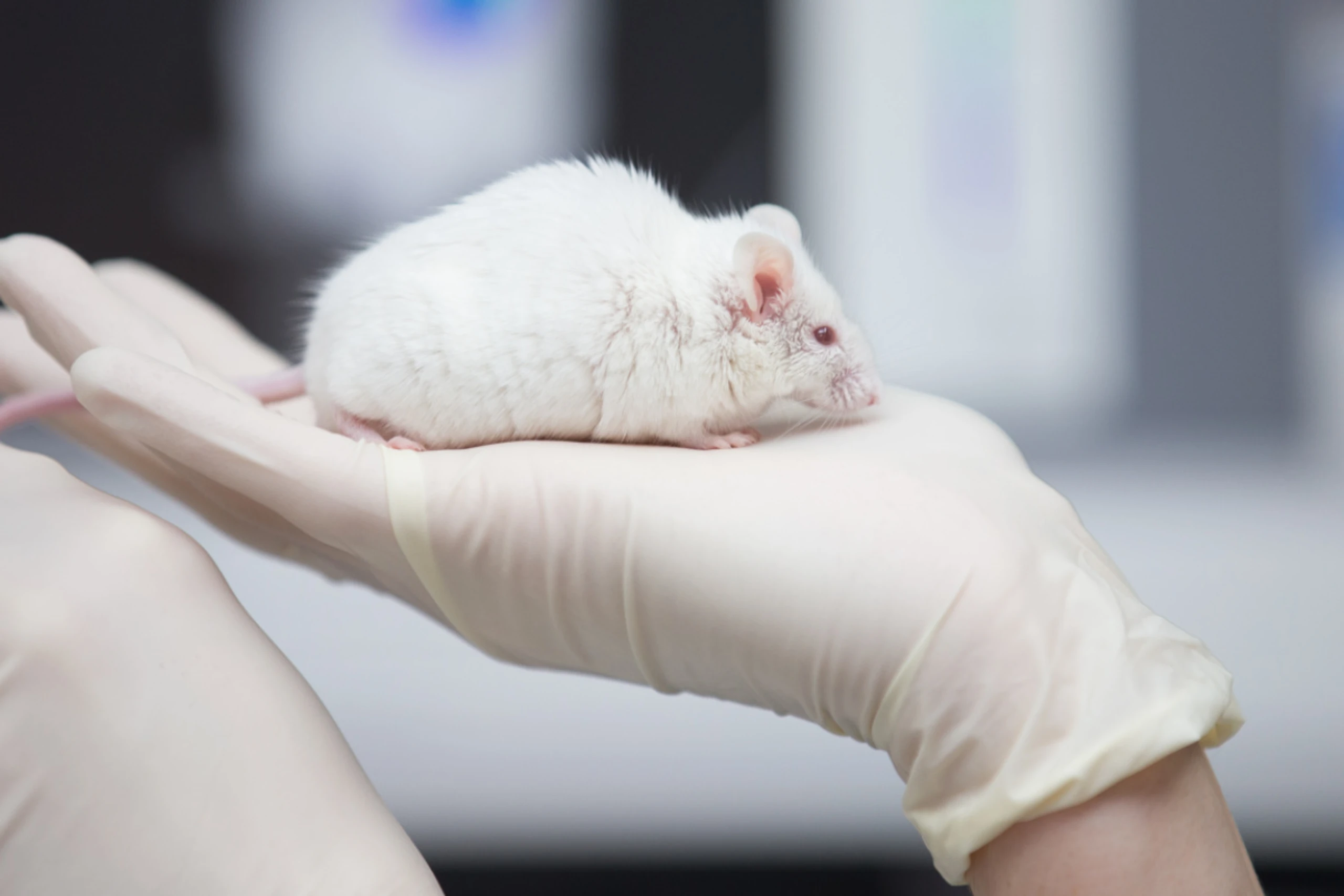 US-Studie an Mäusen zeigt mögliche Behandlungsstrategie