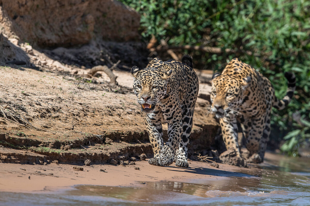 Blurred image background