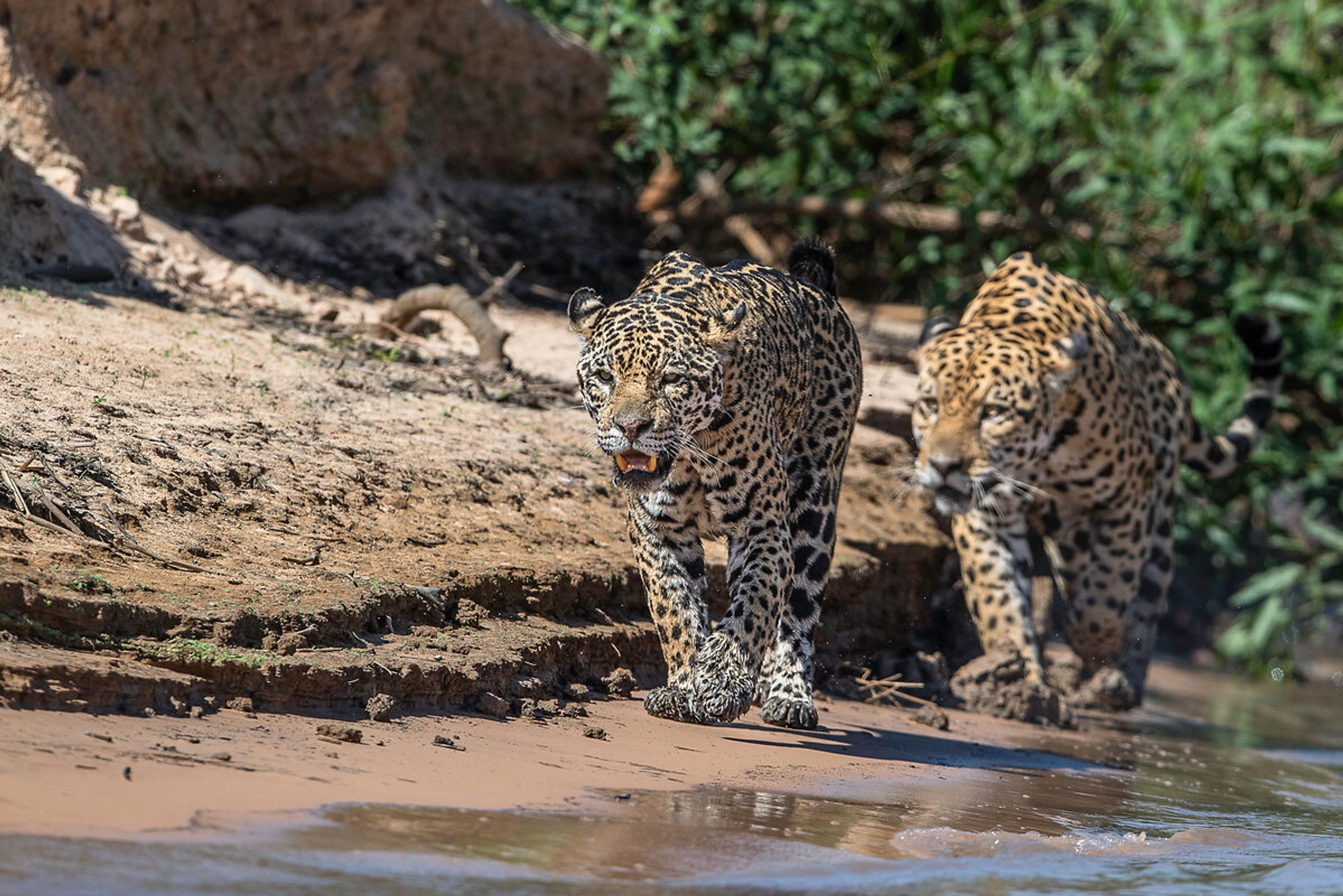 © WWF-Sweden Ola Jennersten Blurred image background