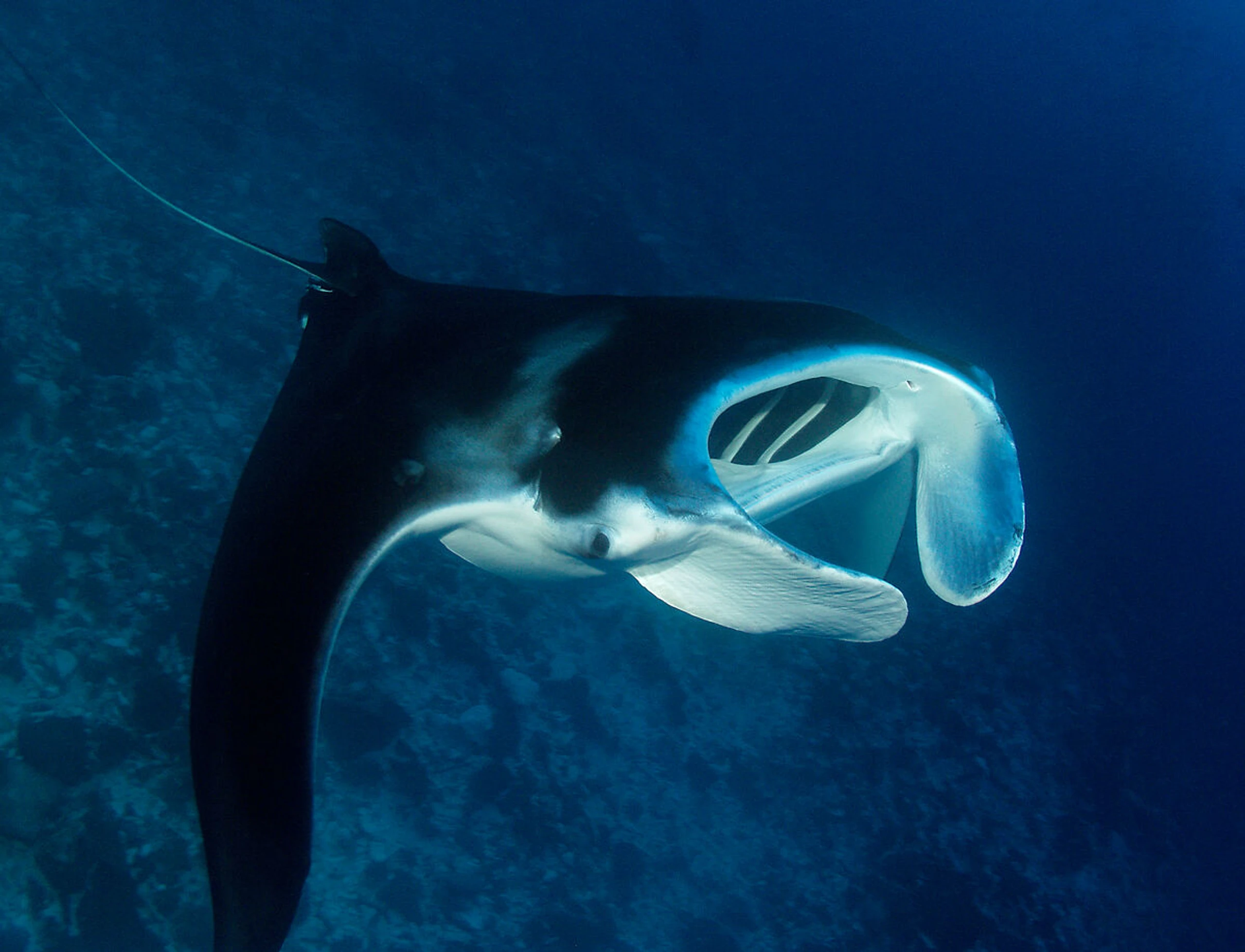 WWF: Etappensieg für Meerestiere und Großkatzen bei Artenschutzkonferenz