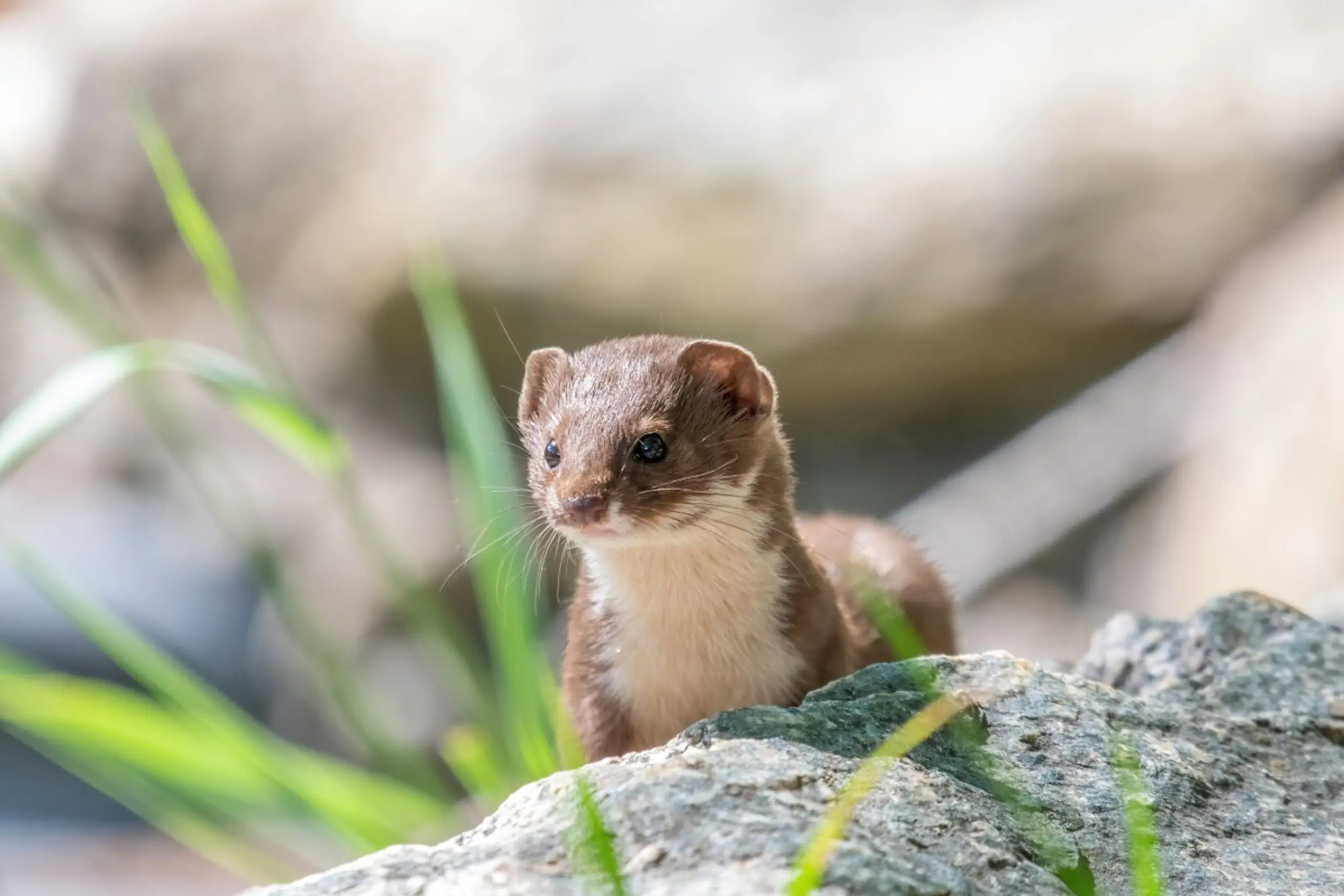 Tier des Jahres ist das Mauswiesel (Mustela nivalis)