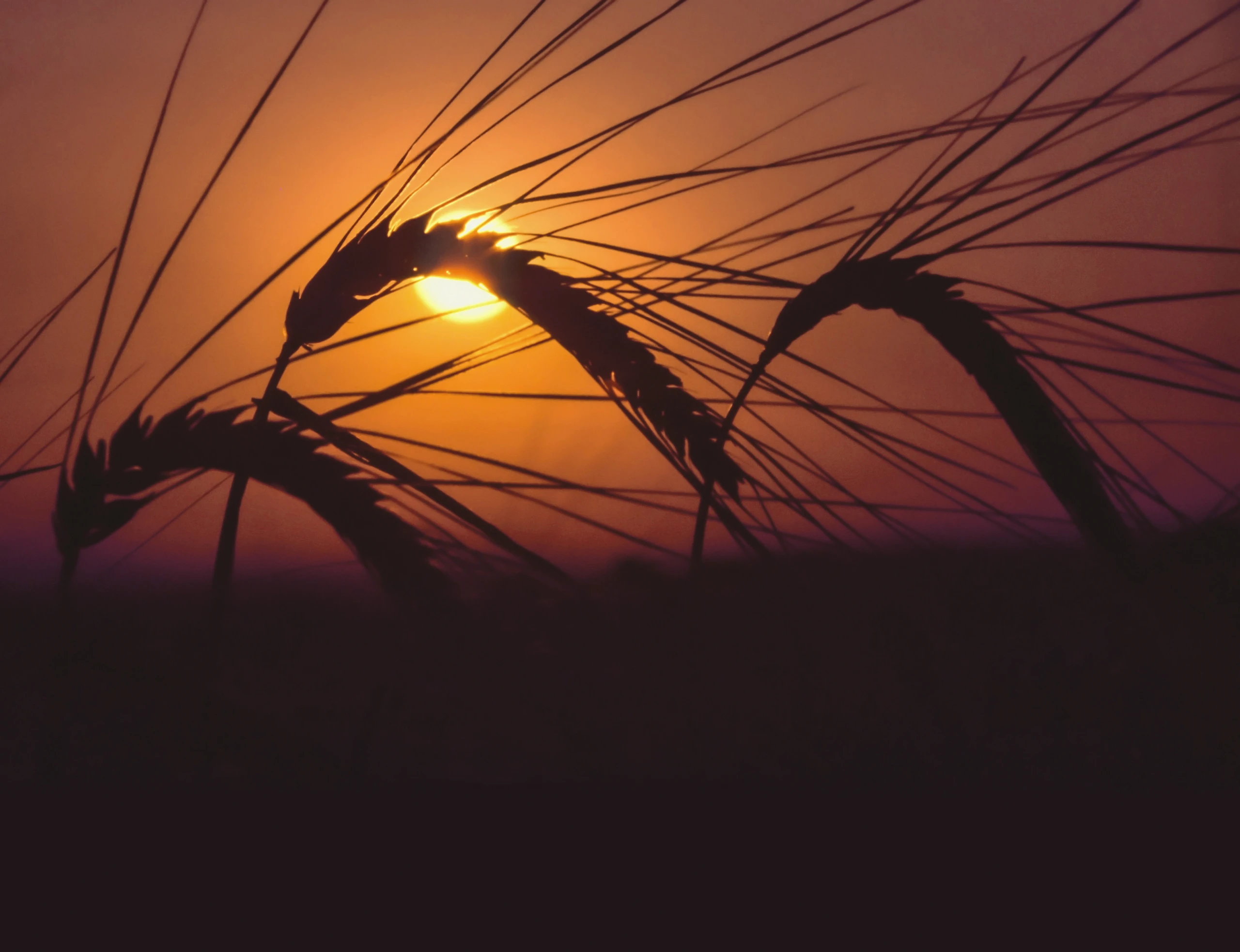 Patente auf Saatgut: Der Kampf für die Vielfalt