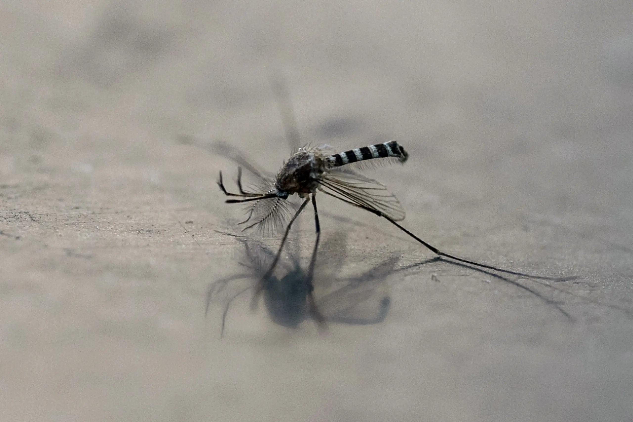 Der Schuldige: Aedes aegypti