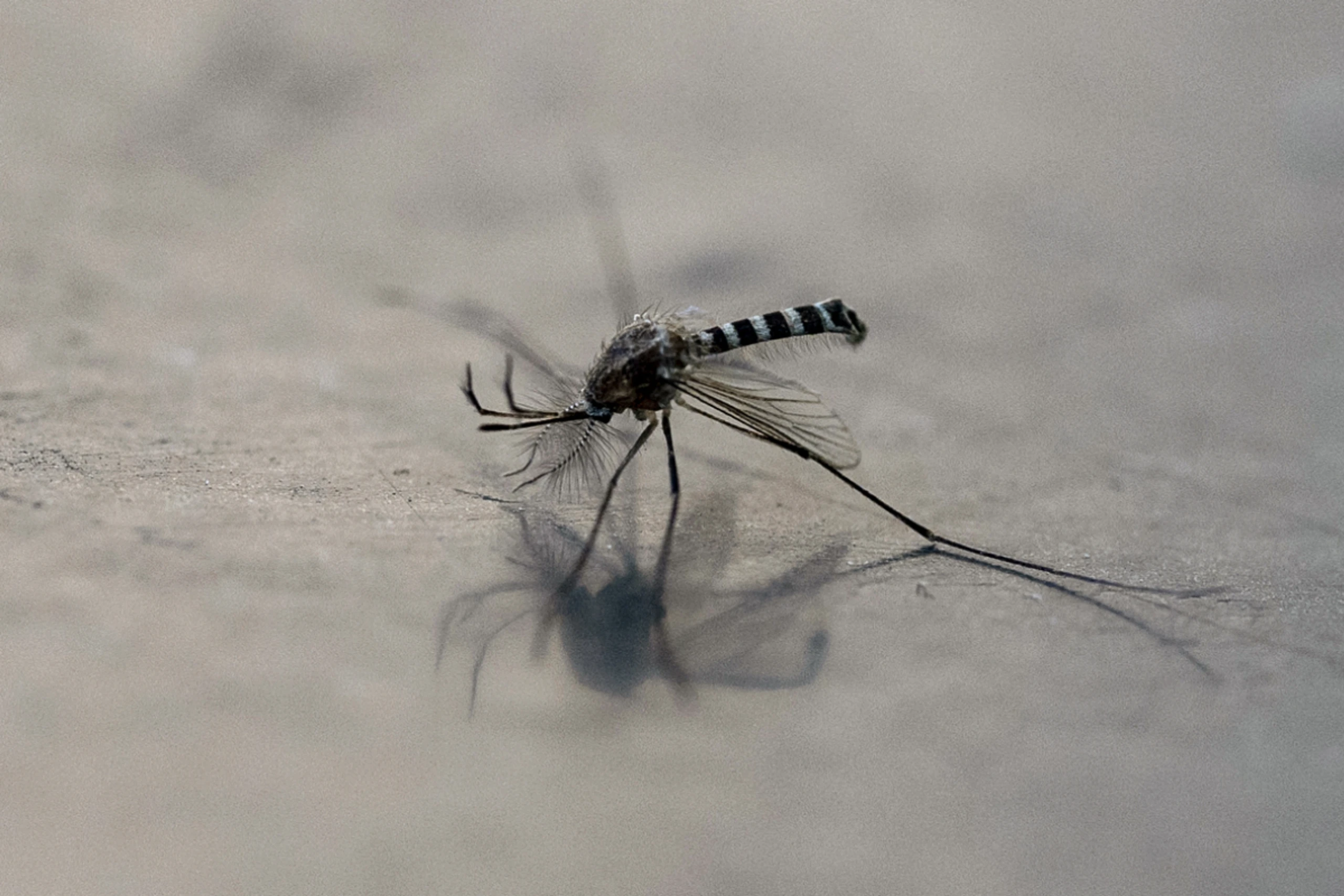 Der Schuldige: Aedes aegypti