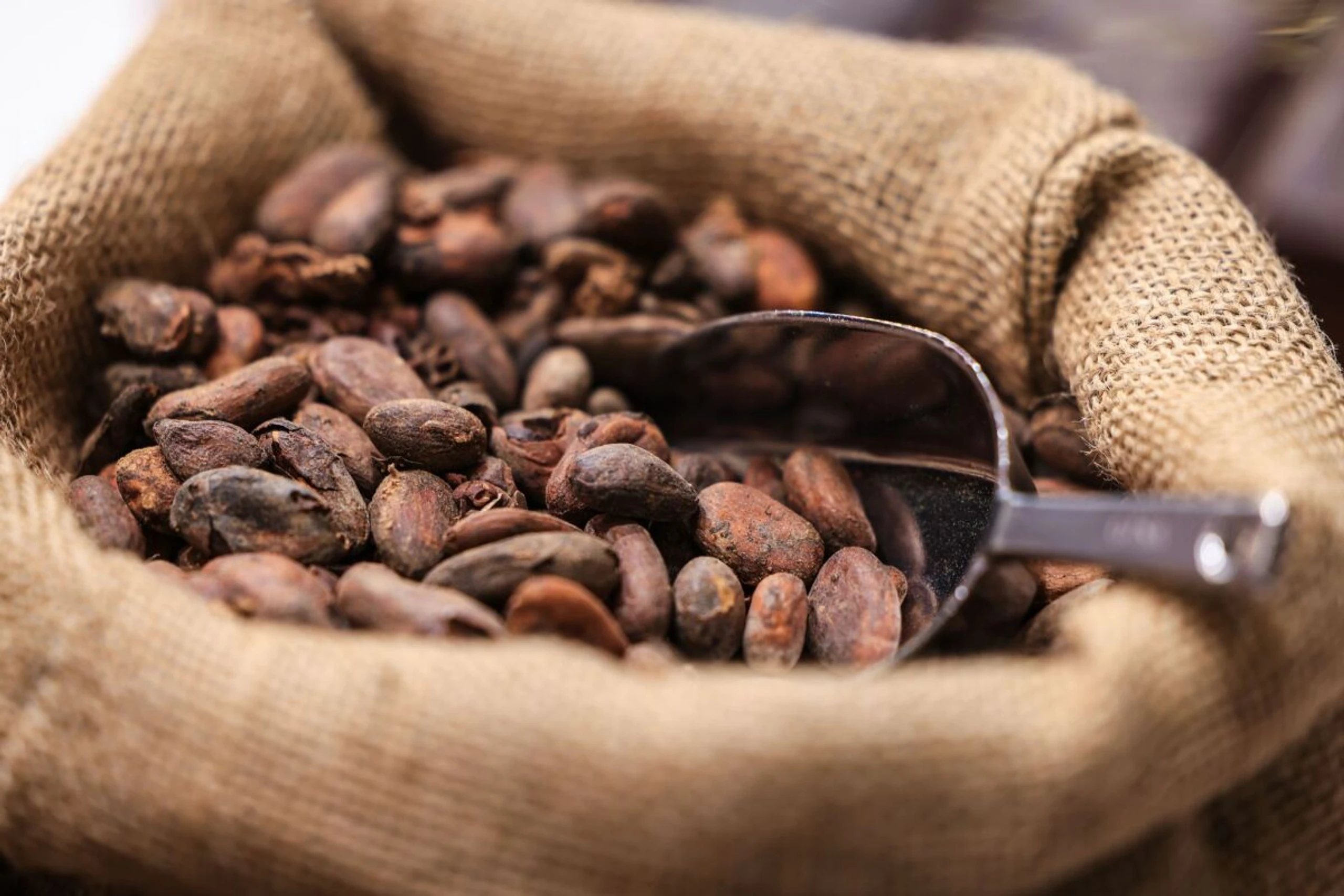 Kakao besonders von Klimawandel betroffen