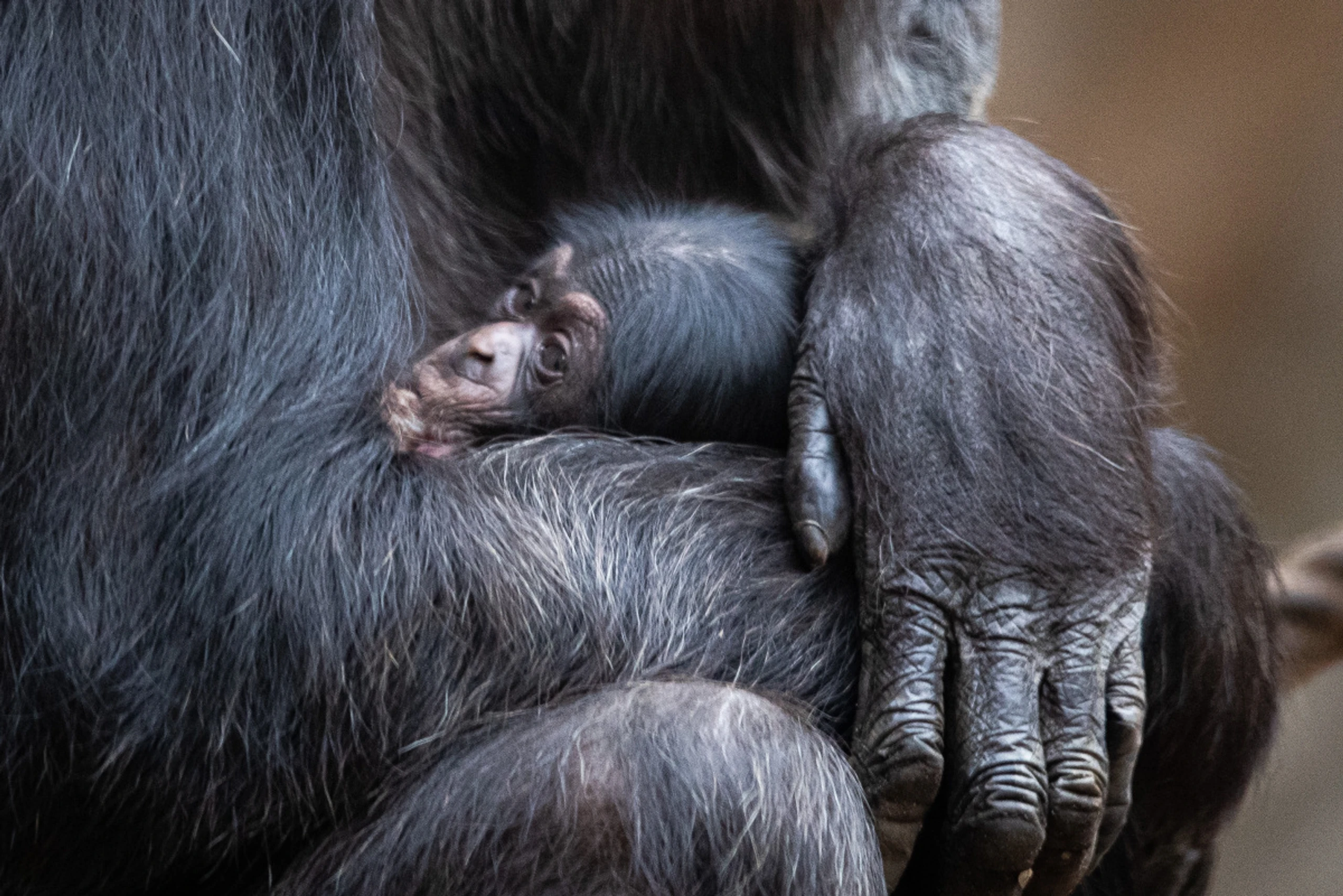 Schimpansen schlafen gemeinsam besser und länger