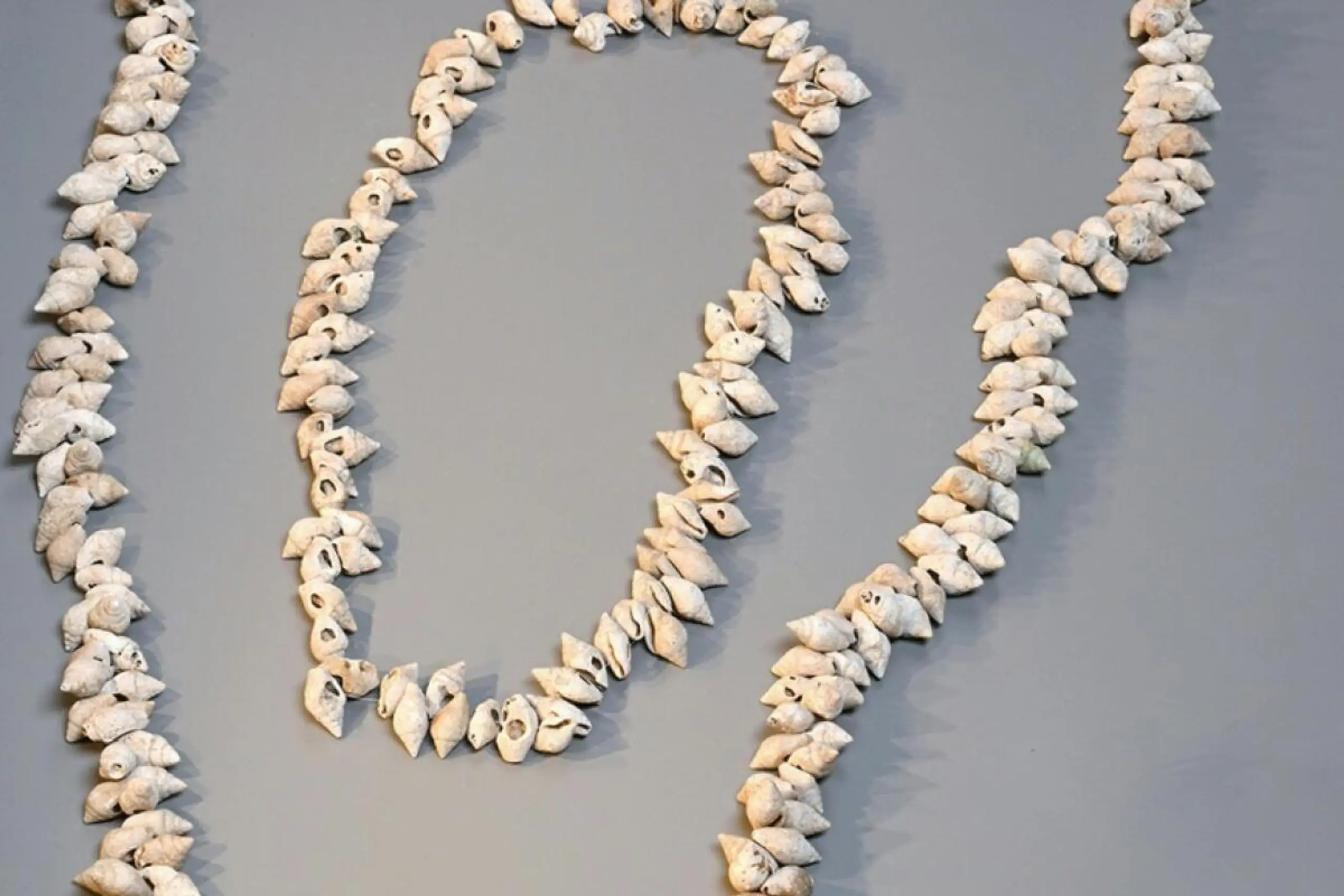 Eine Schneckenkette aus dem frühbronzezeitlichen Gräberfeld Gemeinlebarn (NÖ)