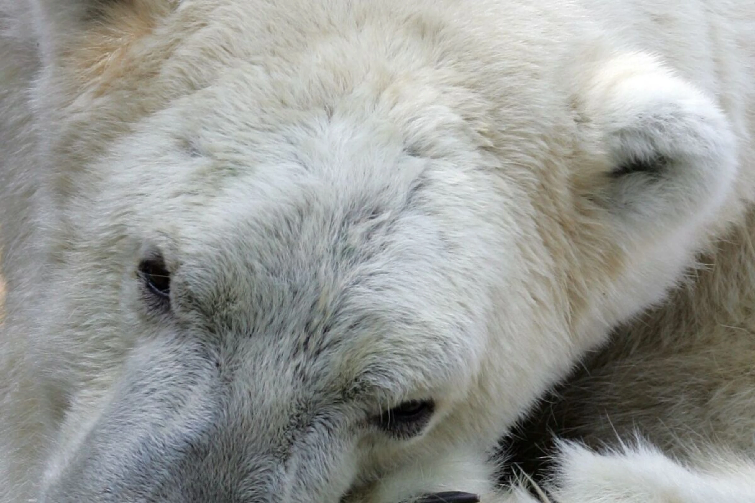 Adoption unter Eisbären kommt nicht oft vor