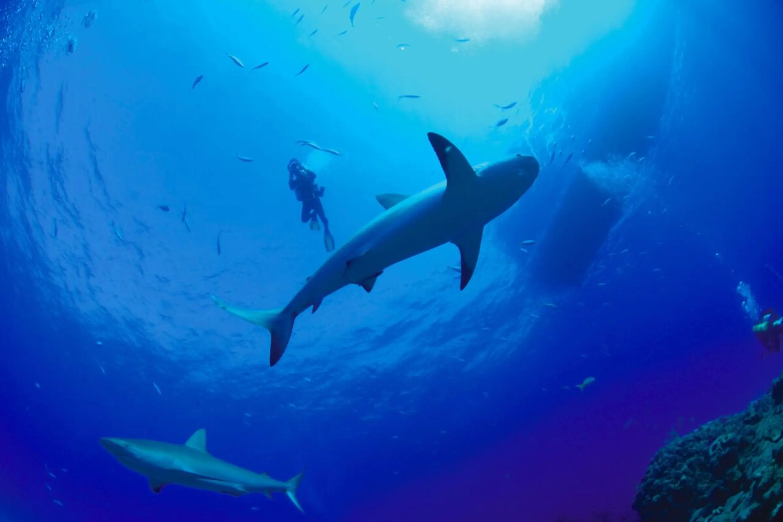 Forscher untersuchten Fossilien von Haien