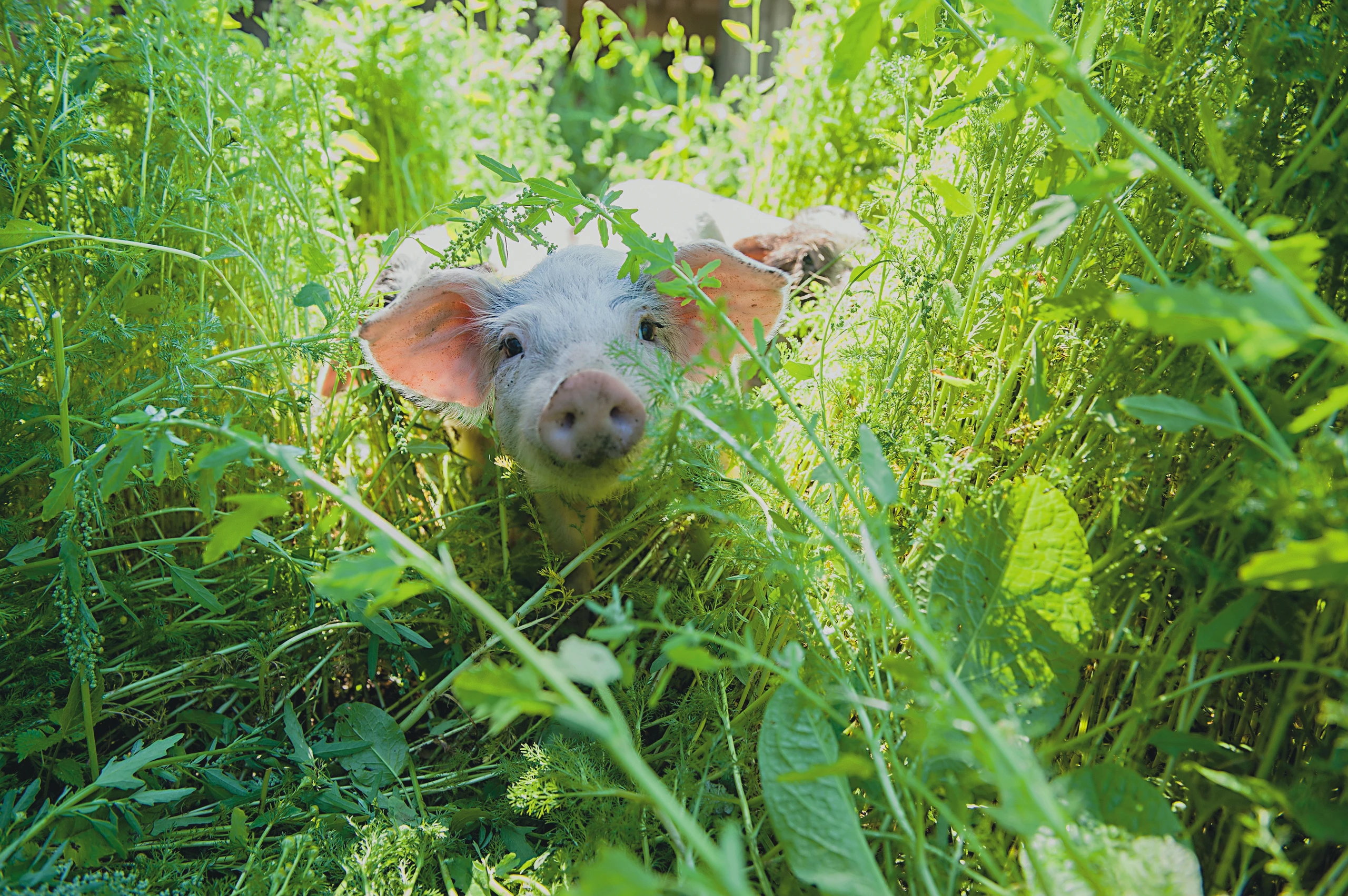 Blurred image background