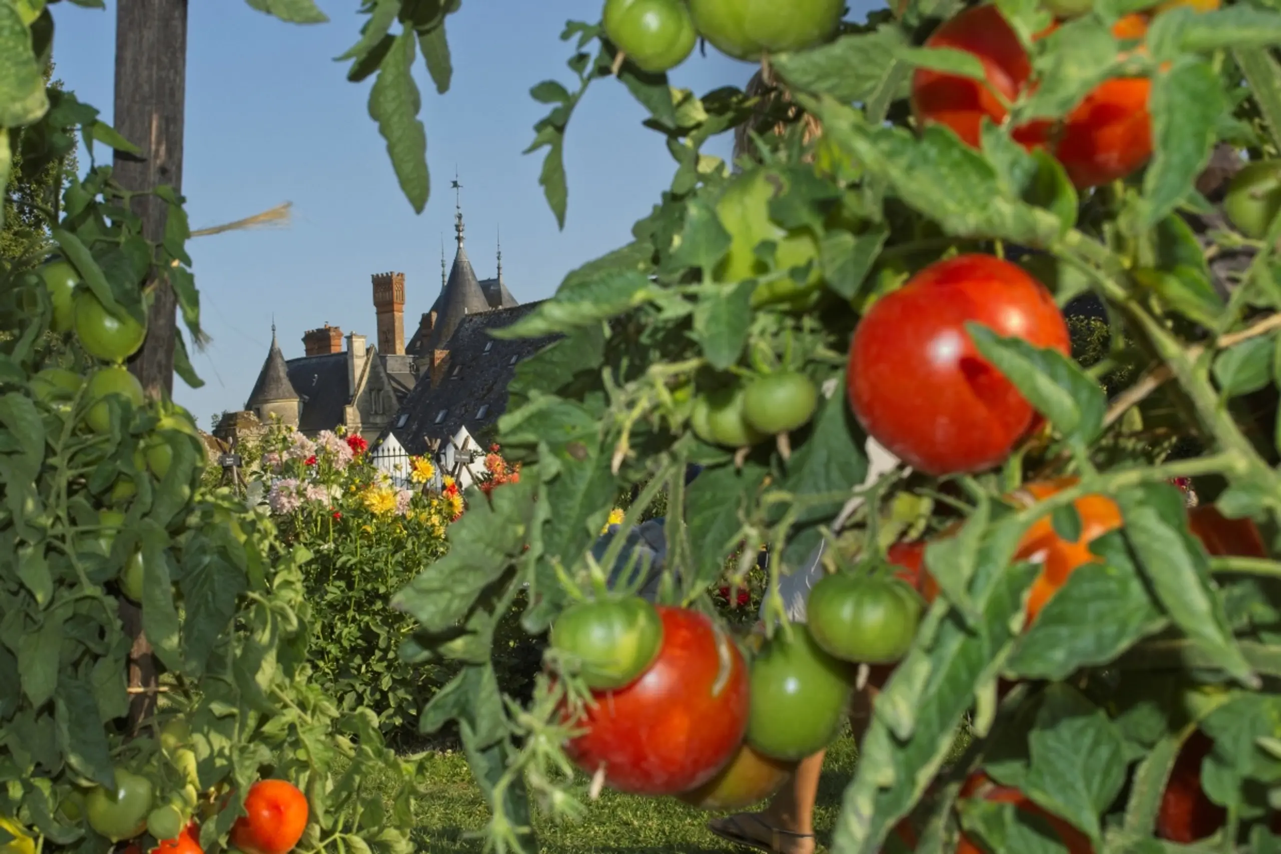 Kraftstoff soll mit Resten aus dem Paradeiseranbau hergestellt werden