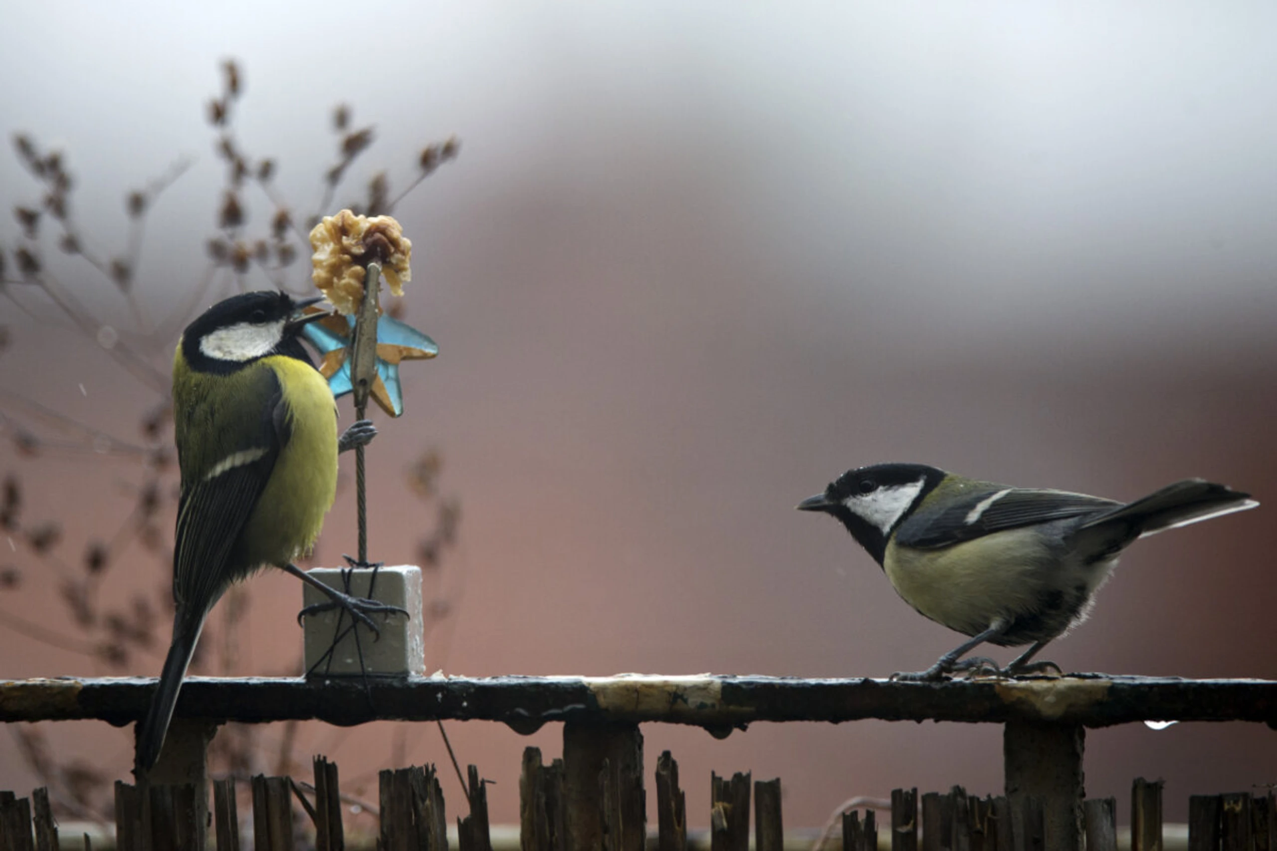 Eine Meise und eine zweite Meise ...