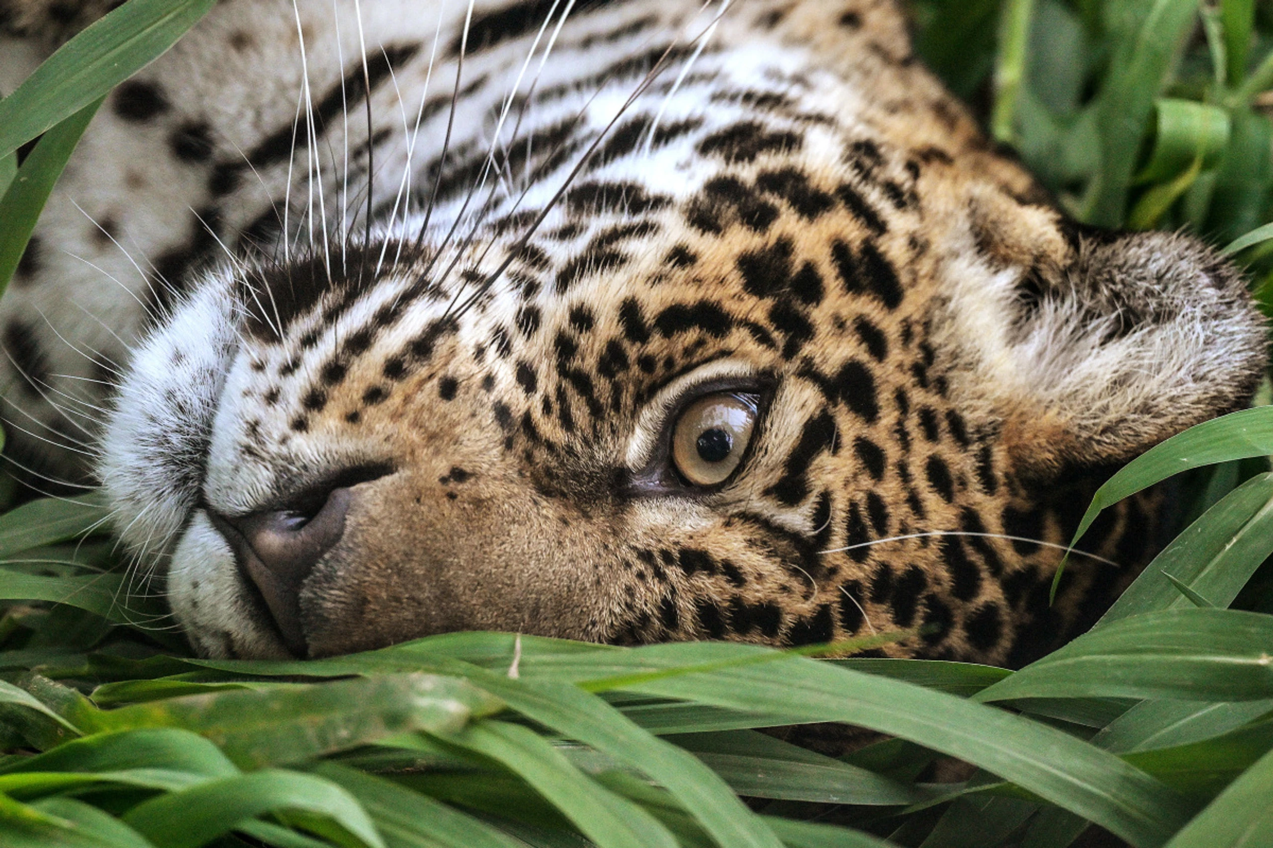 Wilderei und Waldrodungen haben Jaguar-Bestände dezimiert