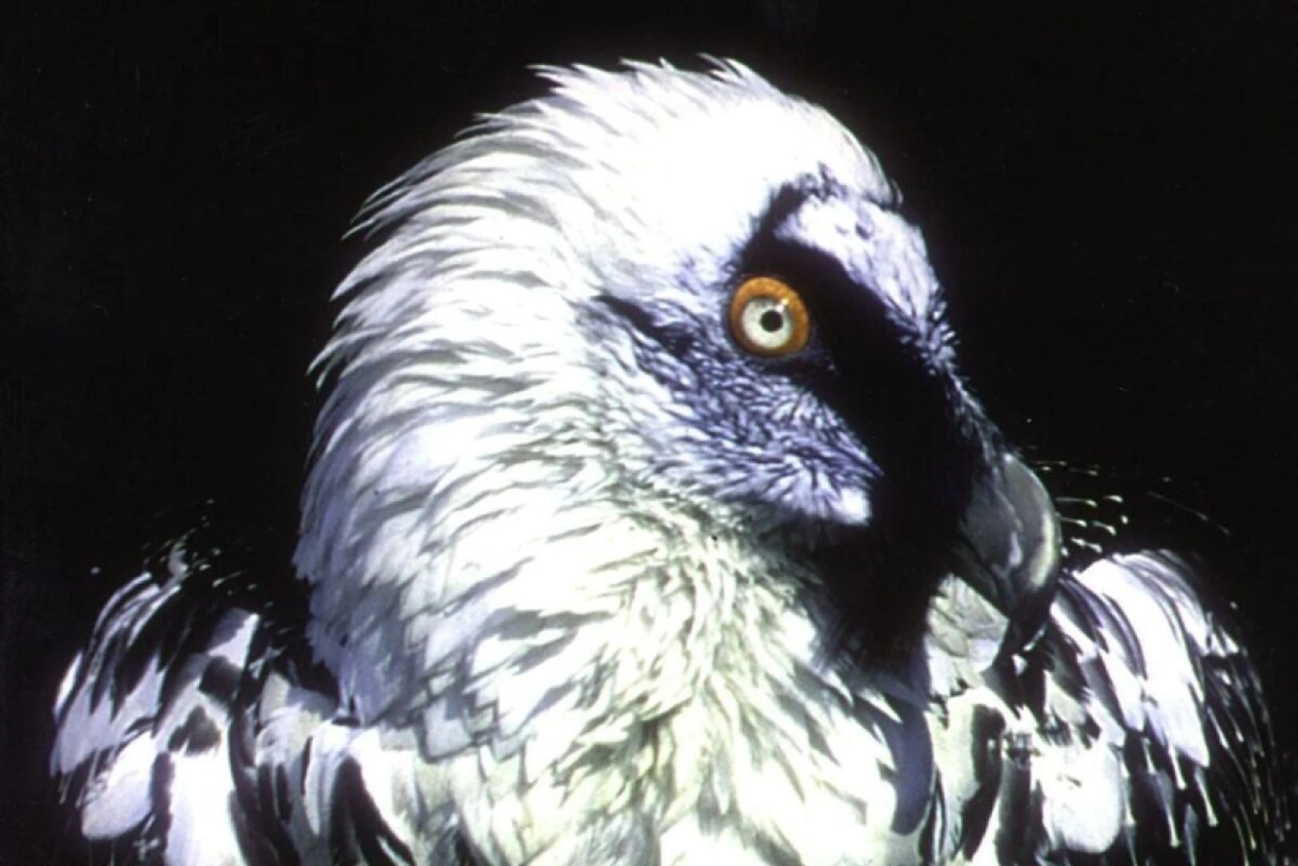 300 bis 400 Bartgeier im gesamten Alpenraum