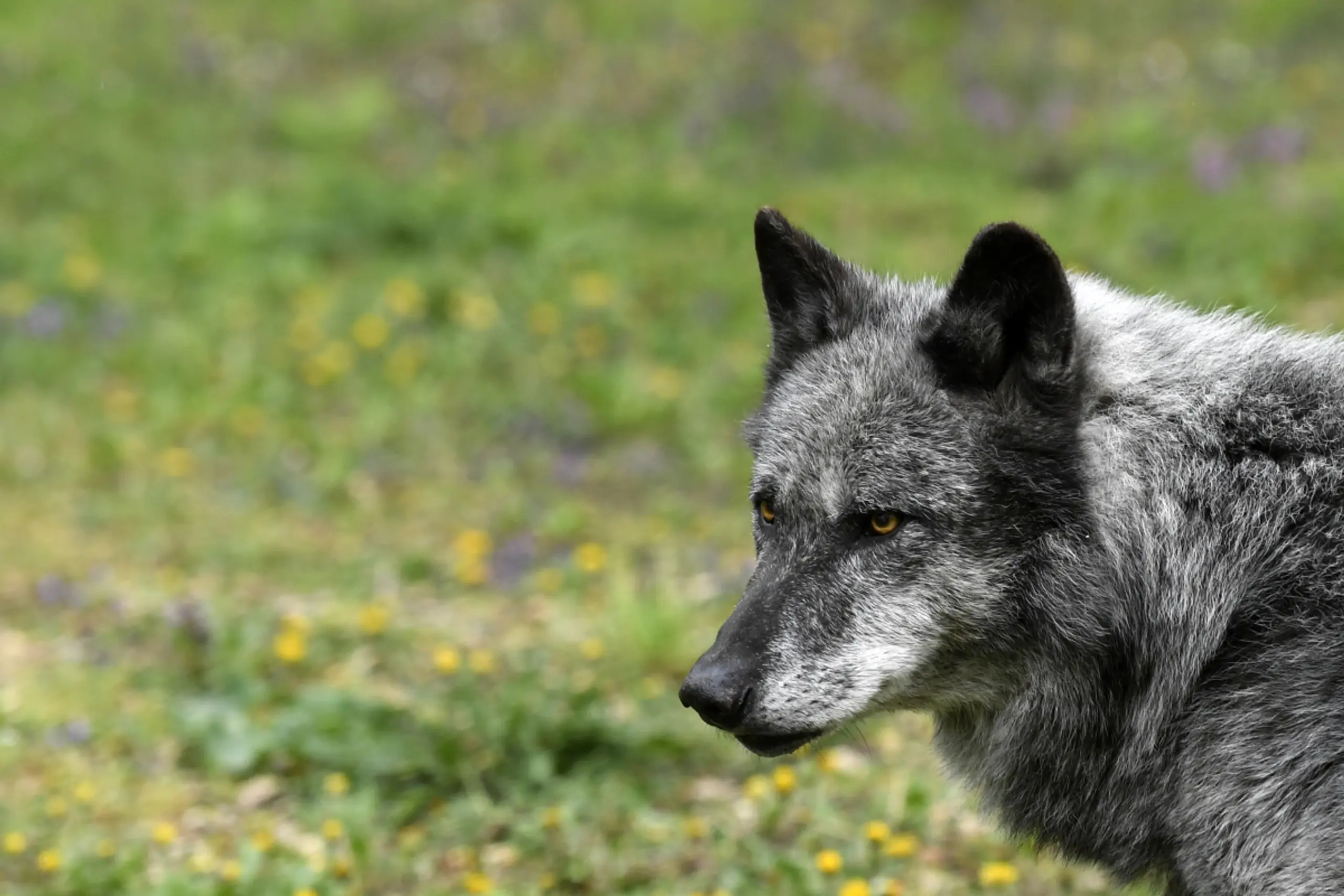 In NÖ gibt es vereinfachte Regeln für Wolfsabschüsse