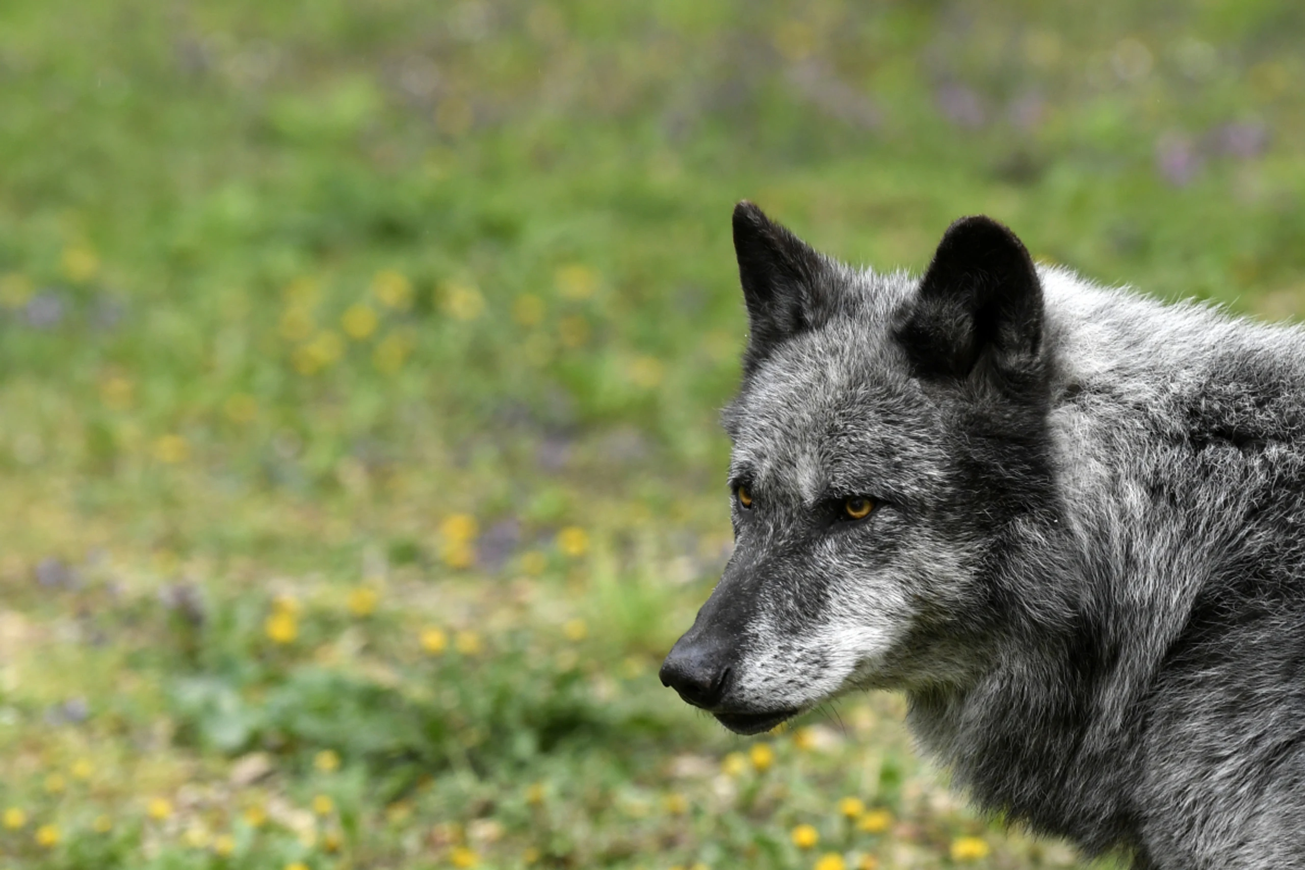 In NÖ gibt es vereinfachte Regeln für Wolfsabschüsse