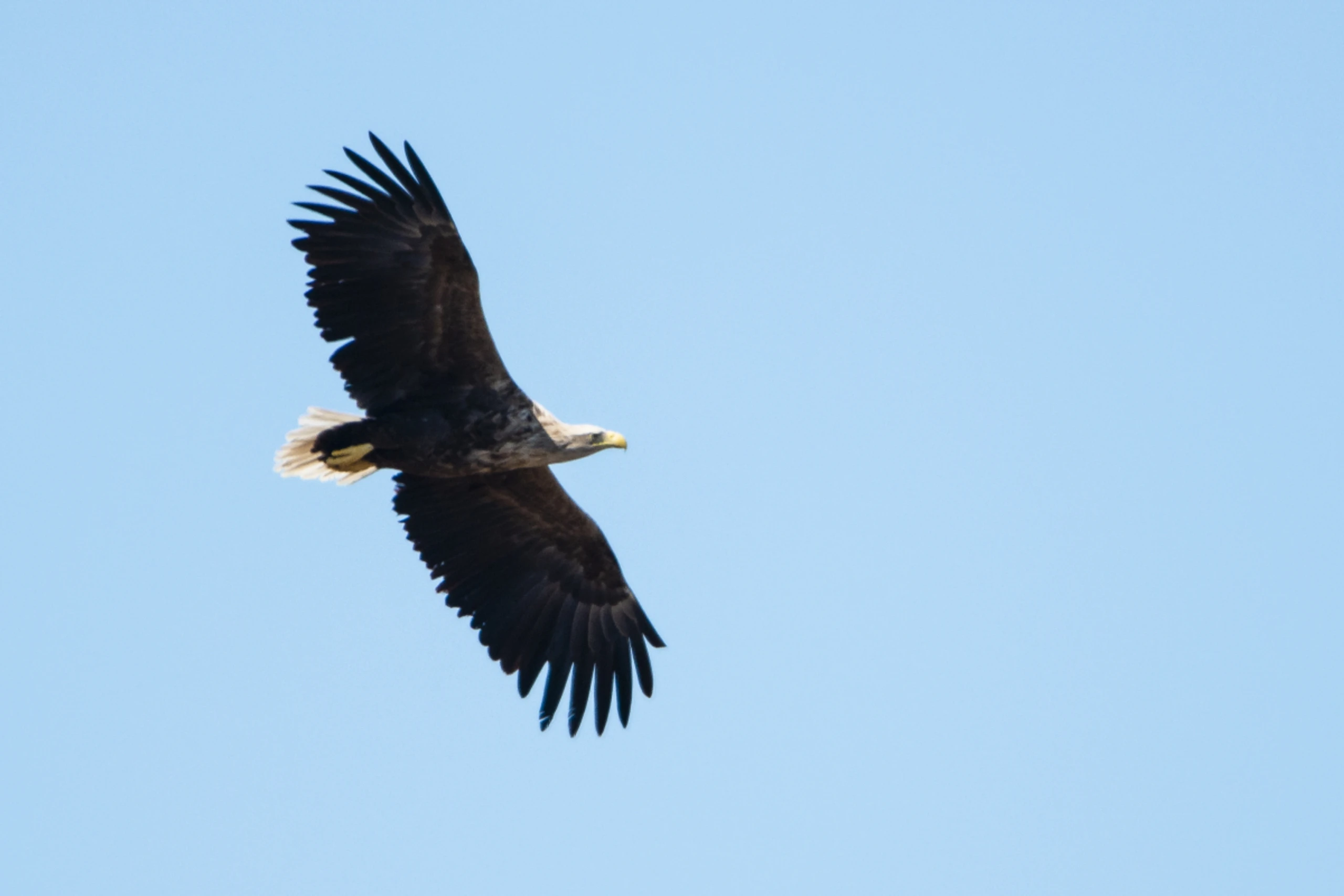 Österreichs Seeadler dank Artenschutz im Höhenflug