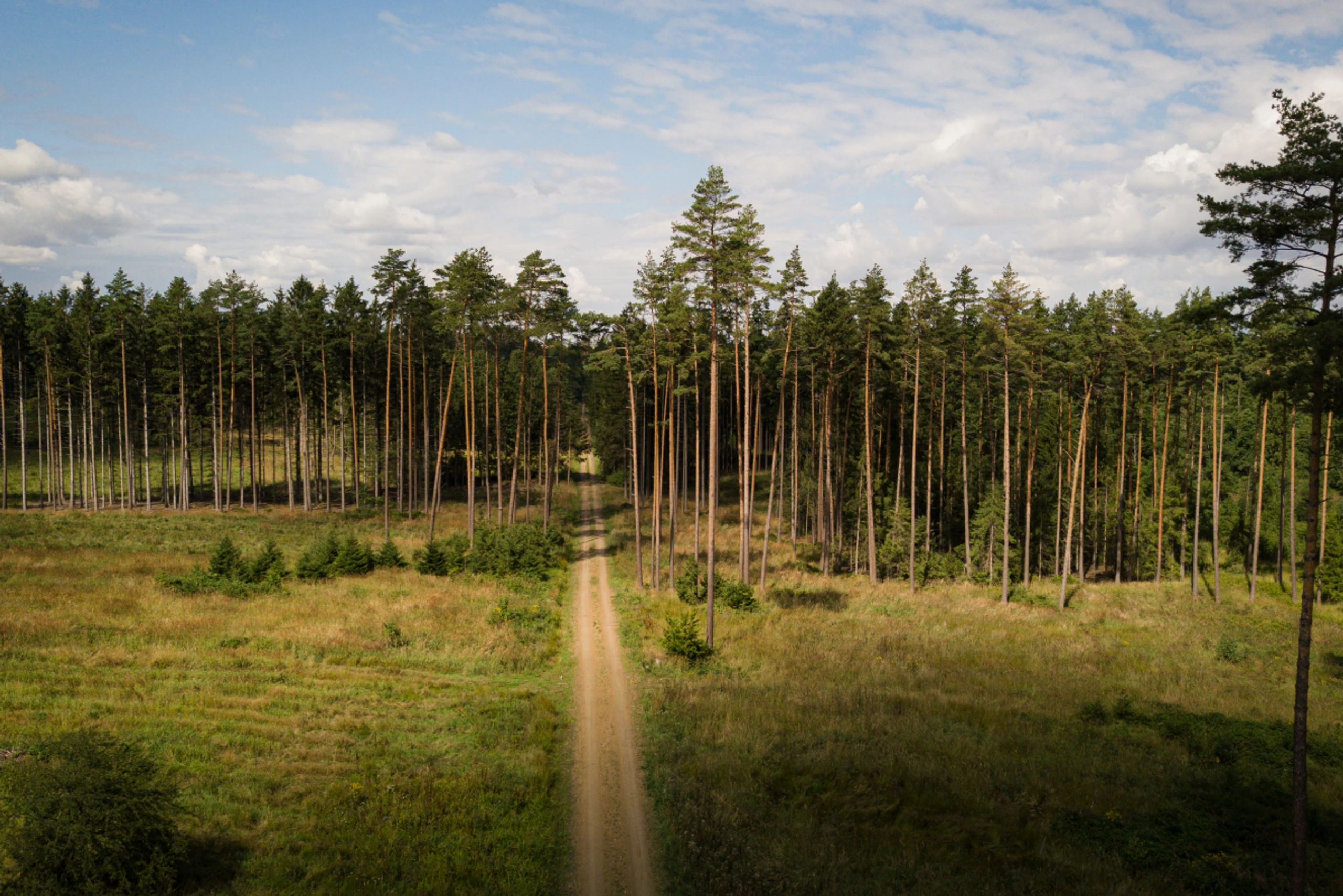 Klimawandel bremst das Wachstum wichtiger Baumarten