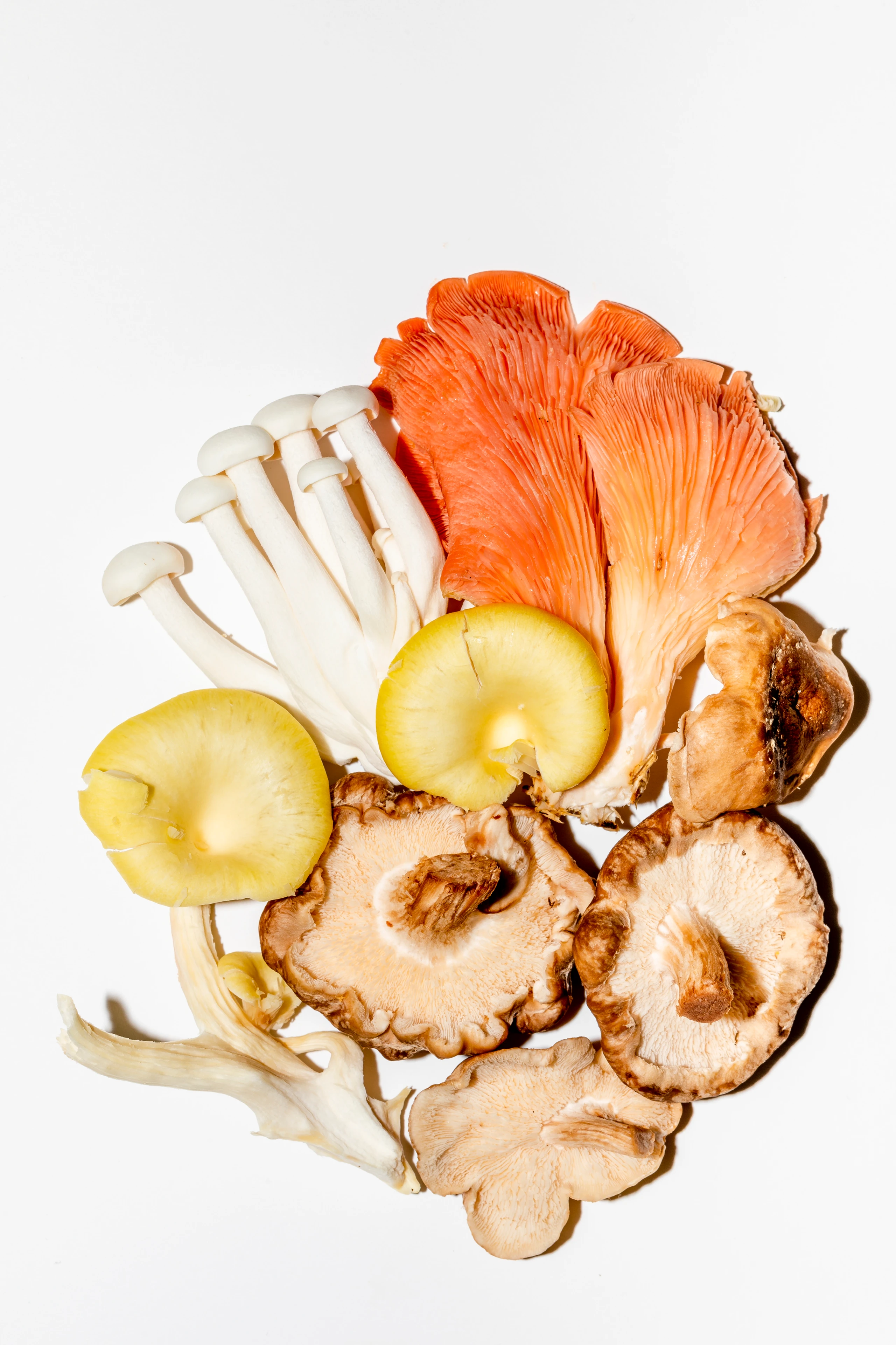 Mushroom Beauty bitte!