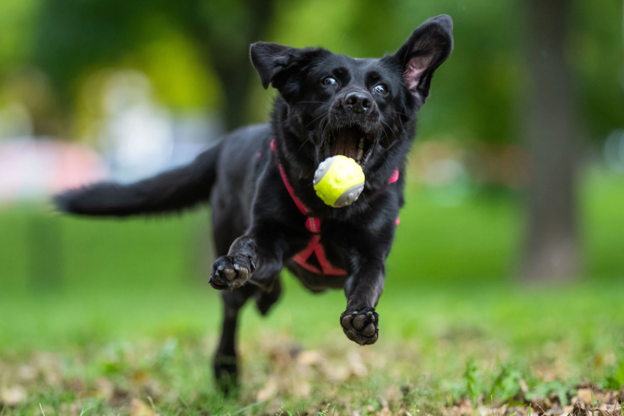 Hunde lernen beim zuhören