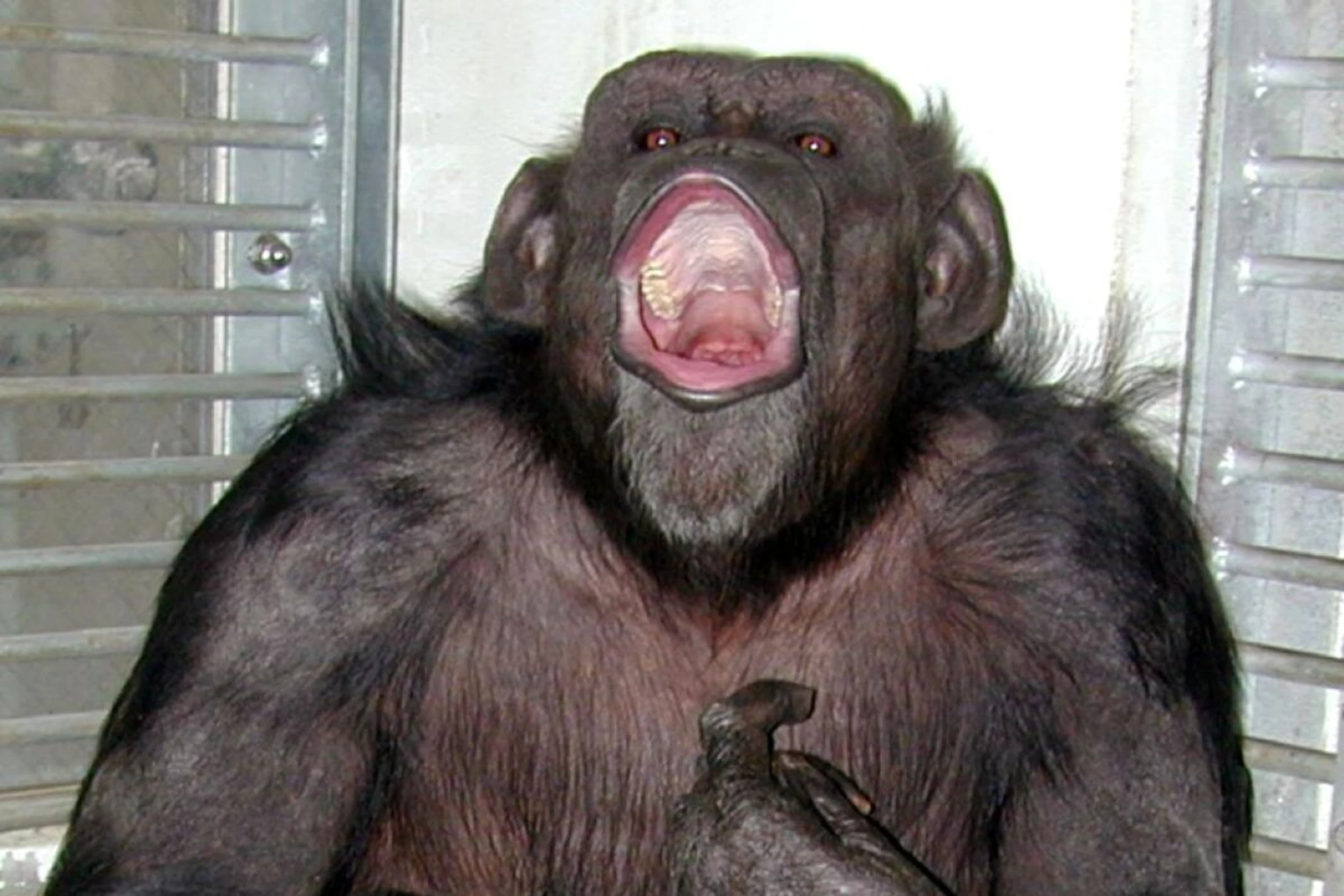 Schimpansin Ai im Alter von 49 Jahren gestorben