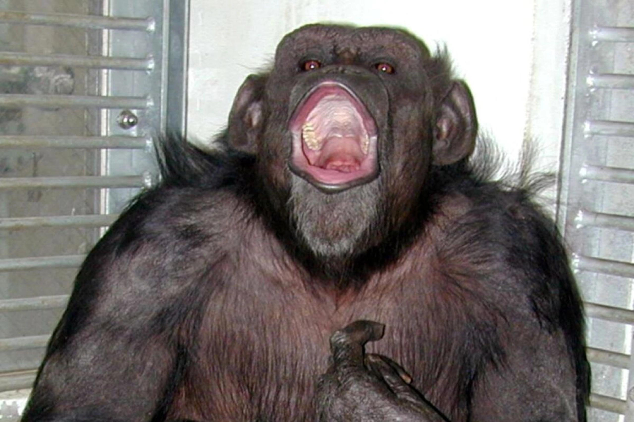 Schimpansin Ai im Alter von 49 Jahren gestorben