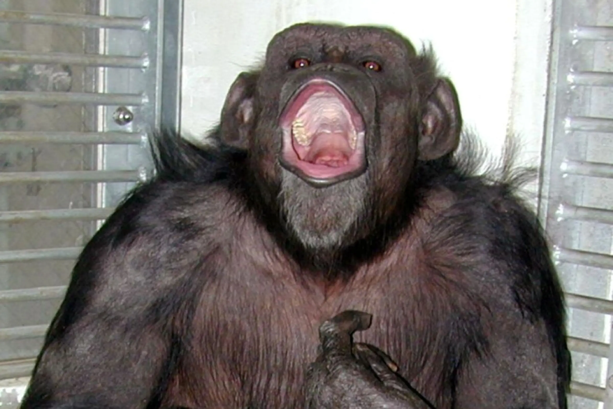 Schimpansin Ai im Alter von 49 Jahren gestorben