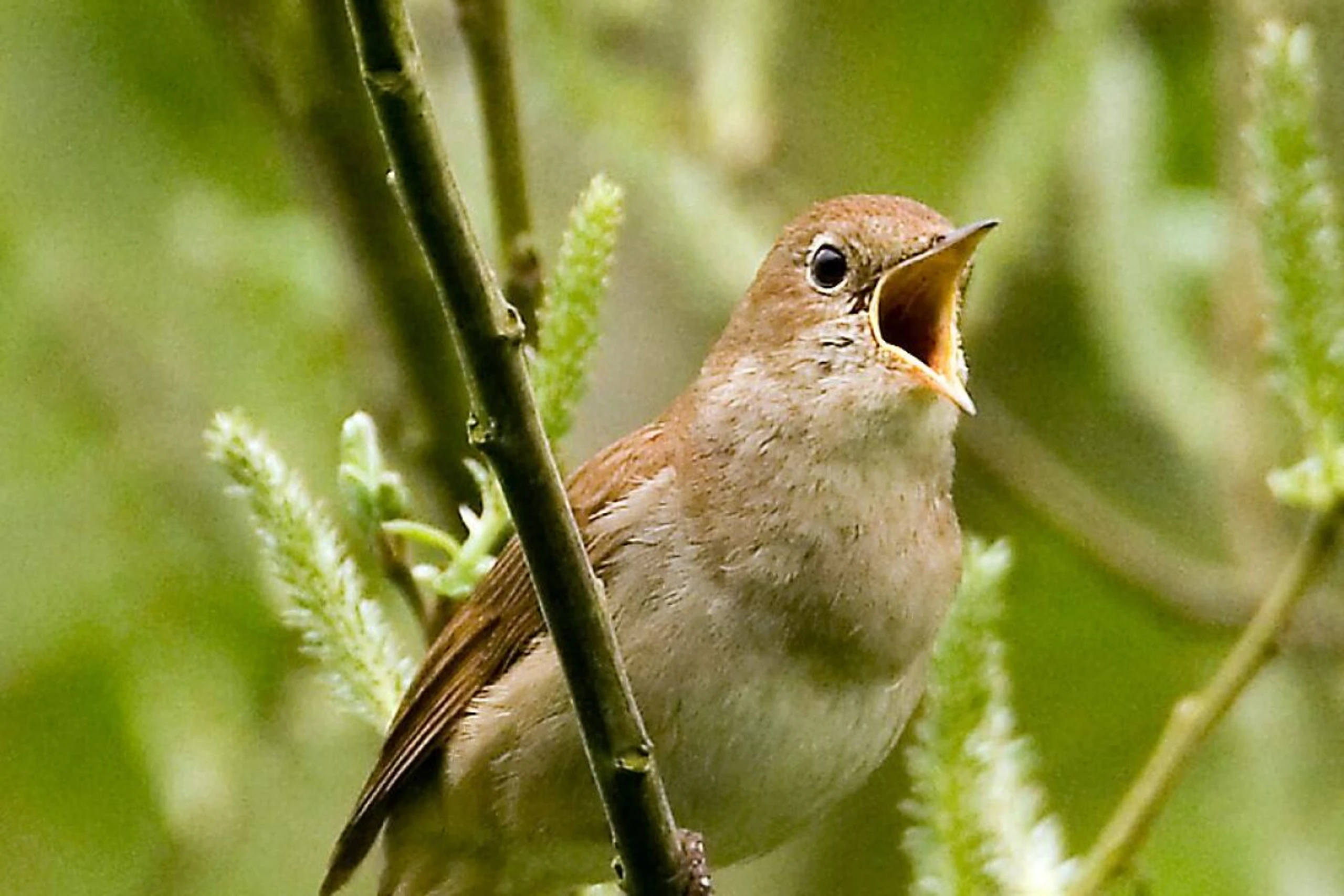 Nachtigallmännchen synchronisieren in Echtzeit Tonhöhen und Tonlagen