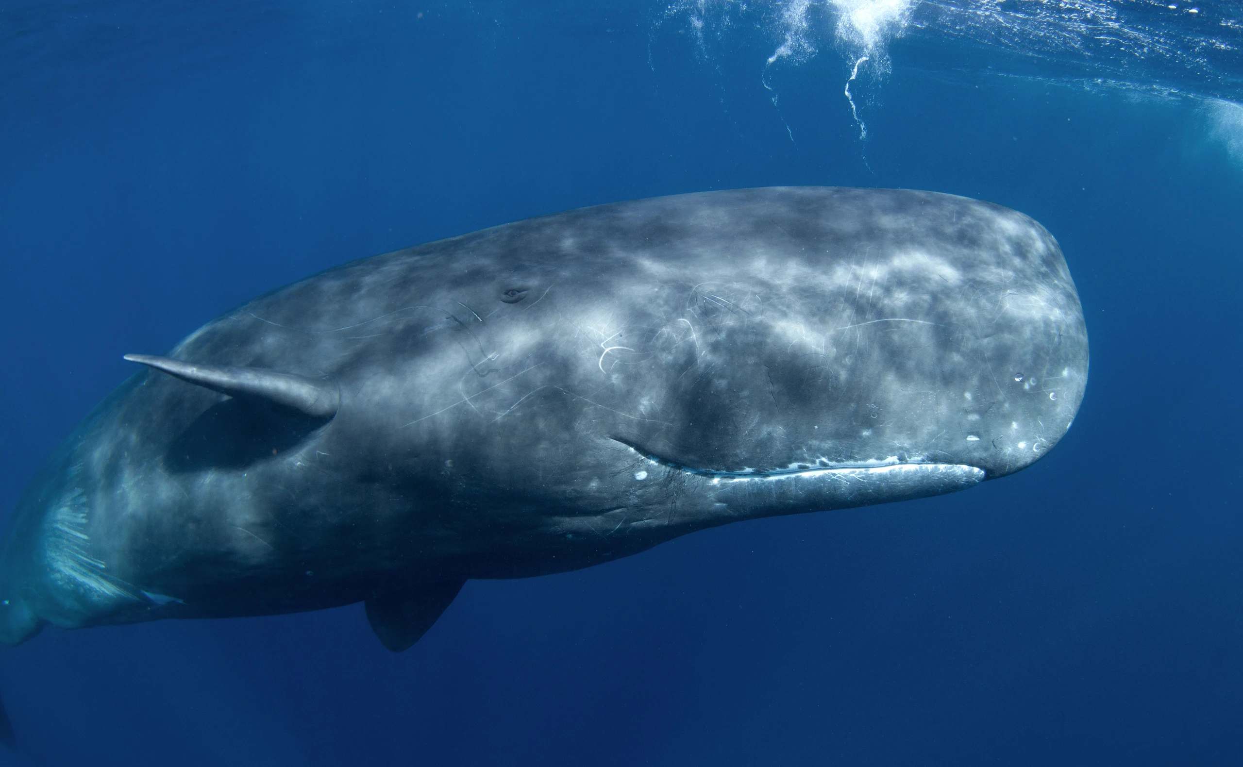 Das legendäre Pottwal-Debakel