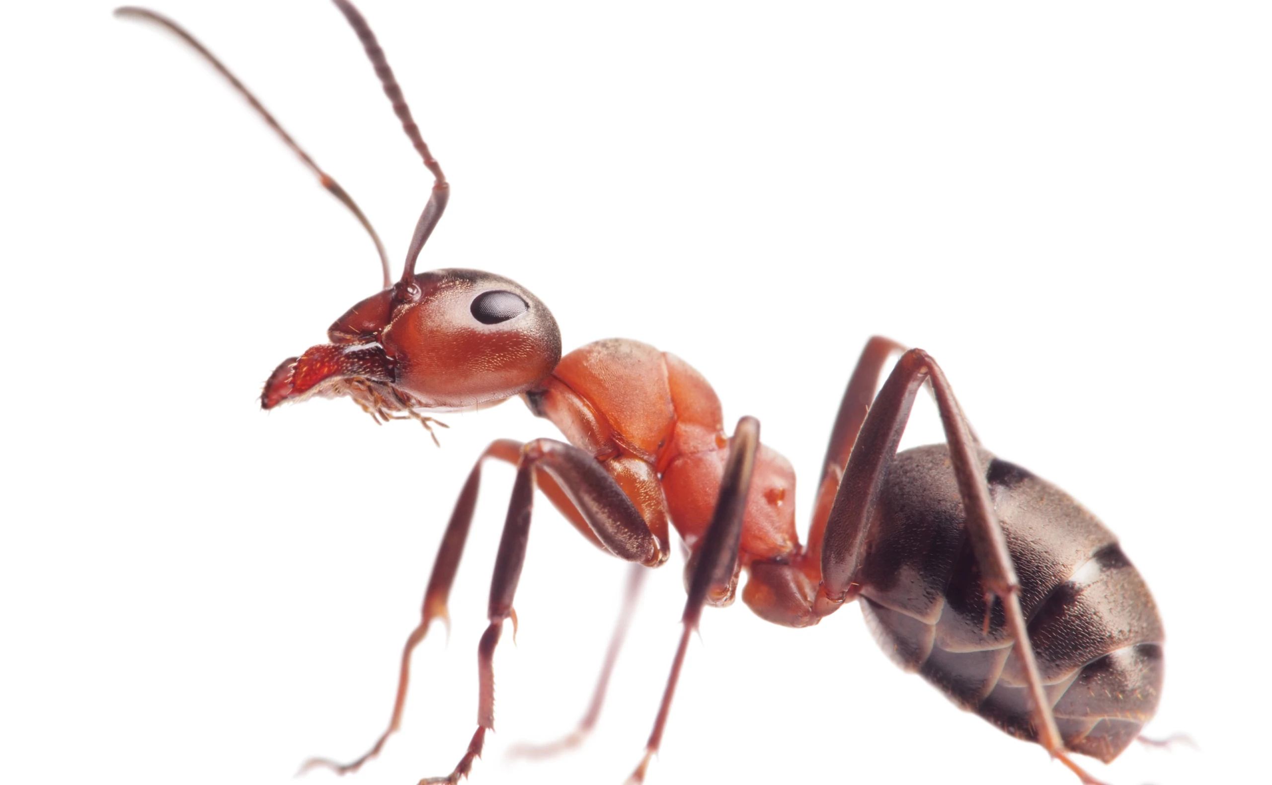 Schamanen, Chemtrails und Filzläuse