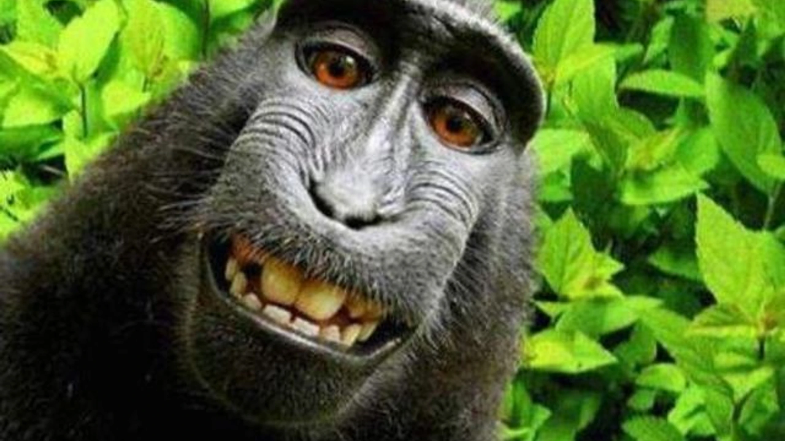 © Naruto Artikelbild