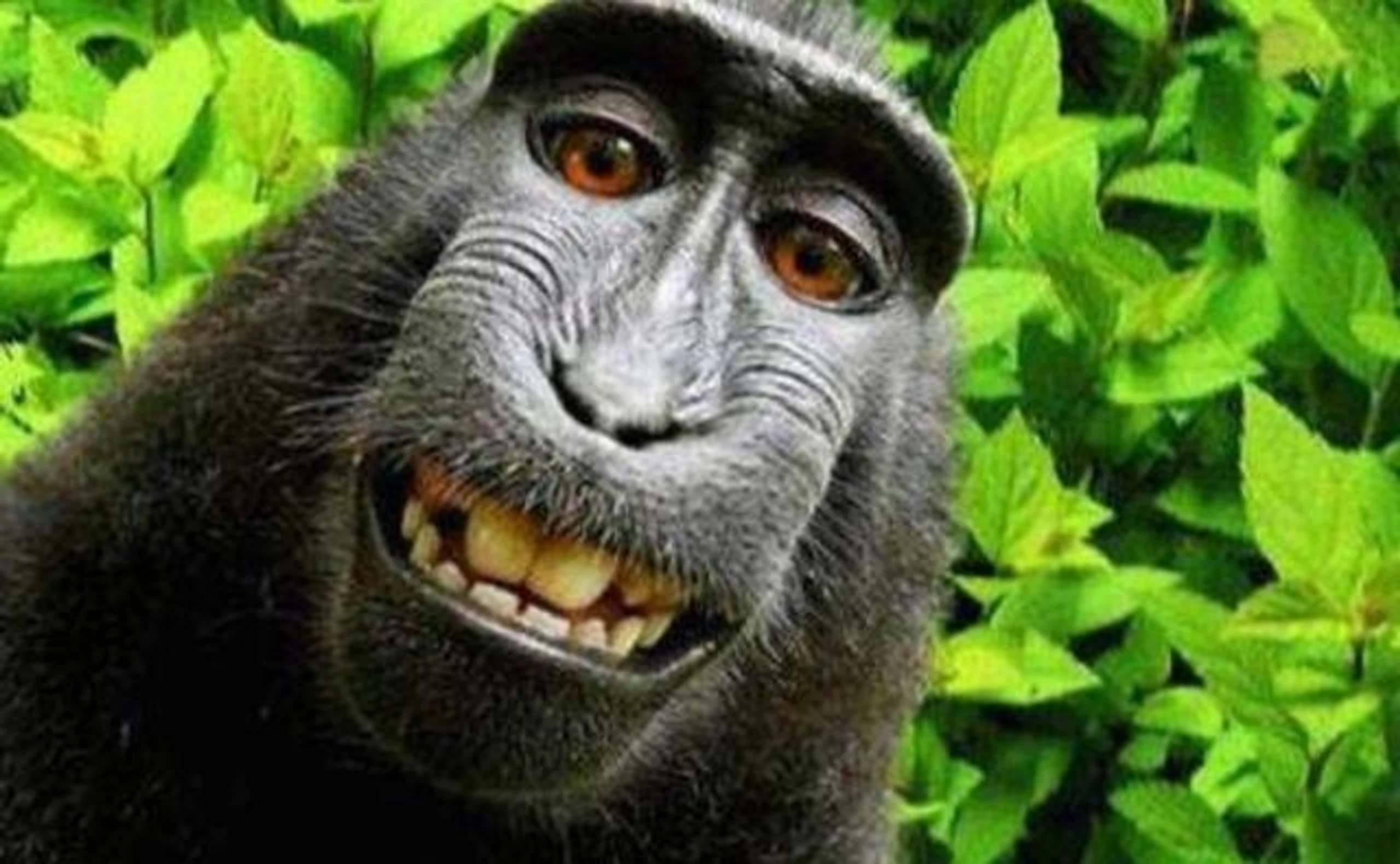 Von Affen und Waffen