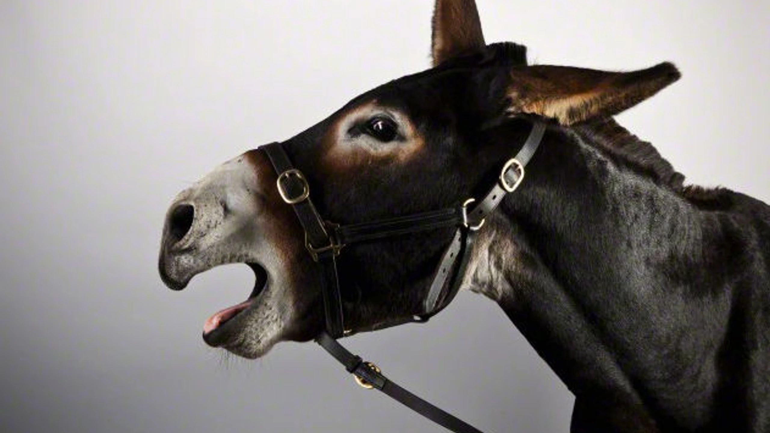 © © Copyright 2015 Corbis Artikelbild