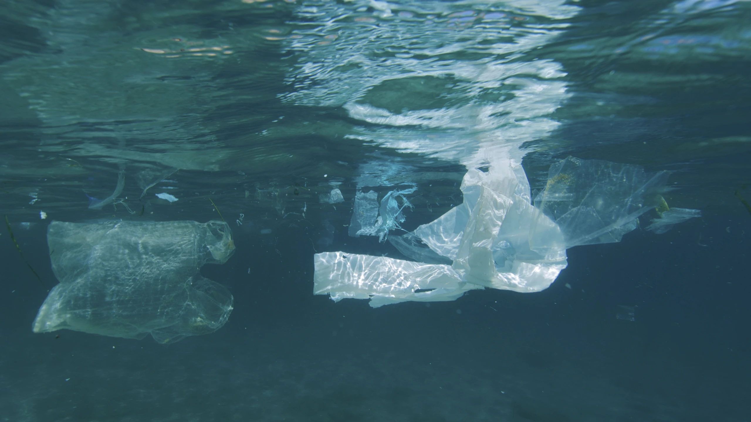 © ¿ Greenpeace / Gavin Parsons Artikelbild