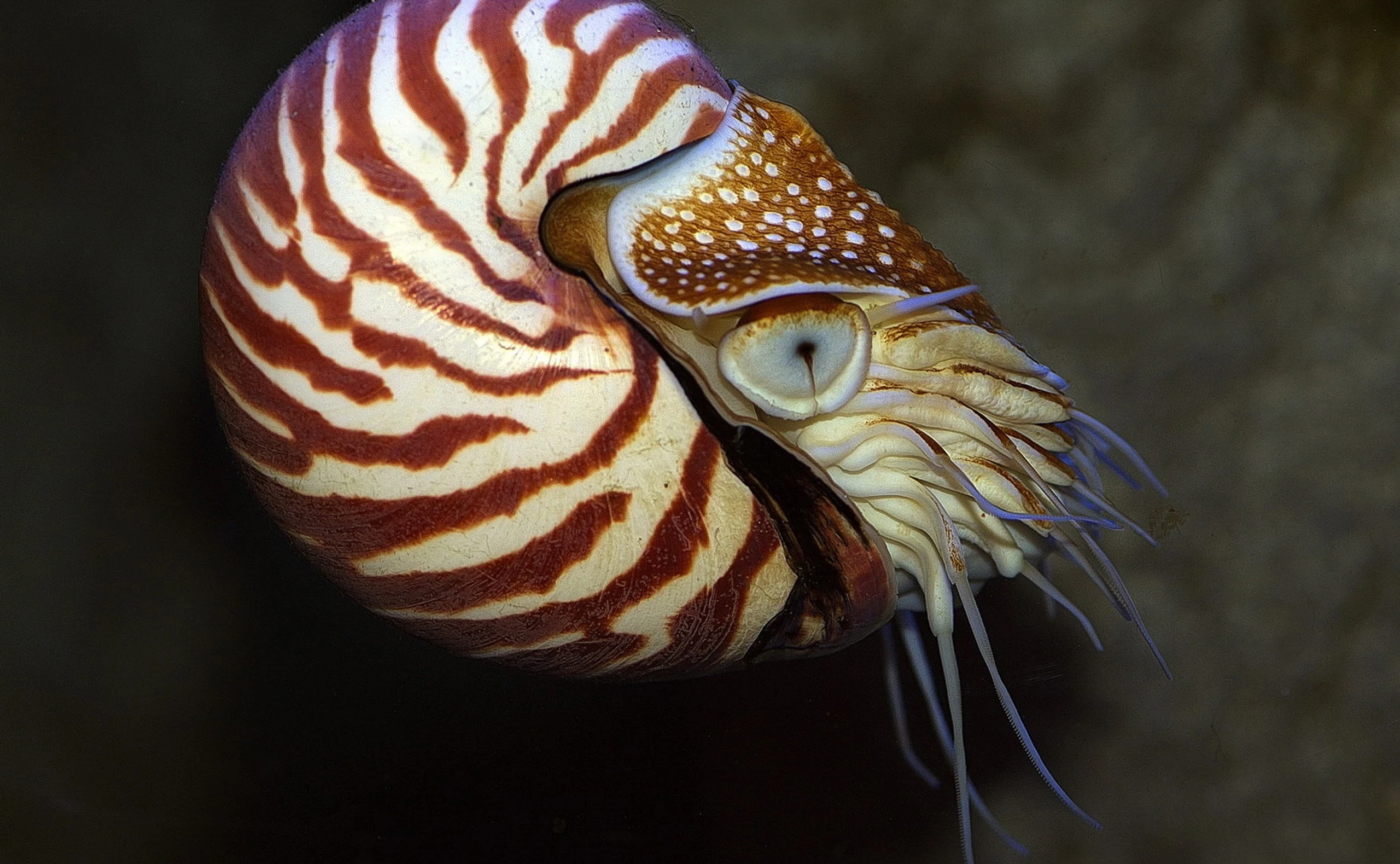 Vorbild Nautilus