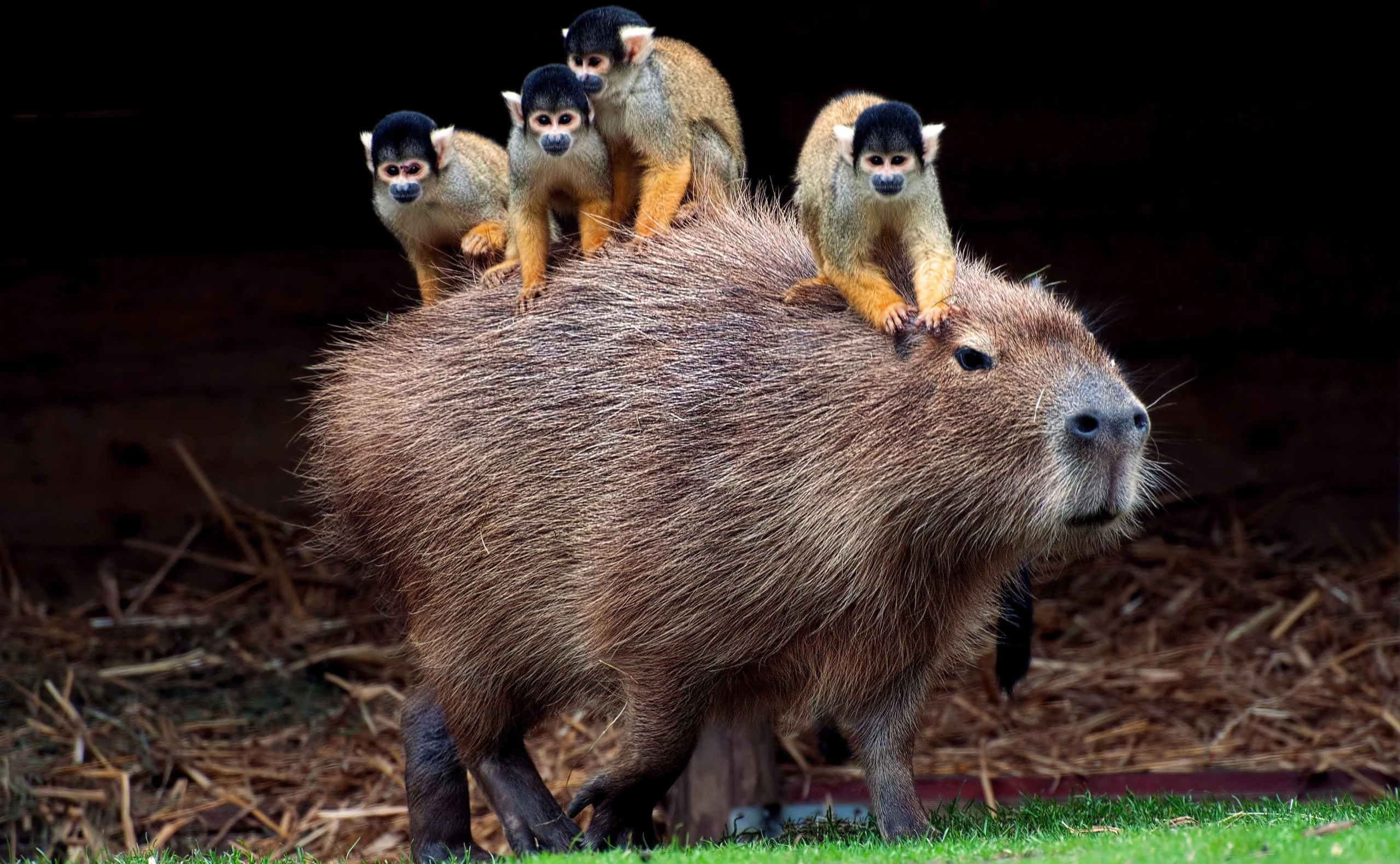 Pit Bull, Wasserschwein, Venus und Jupiter