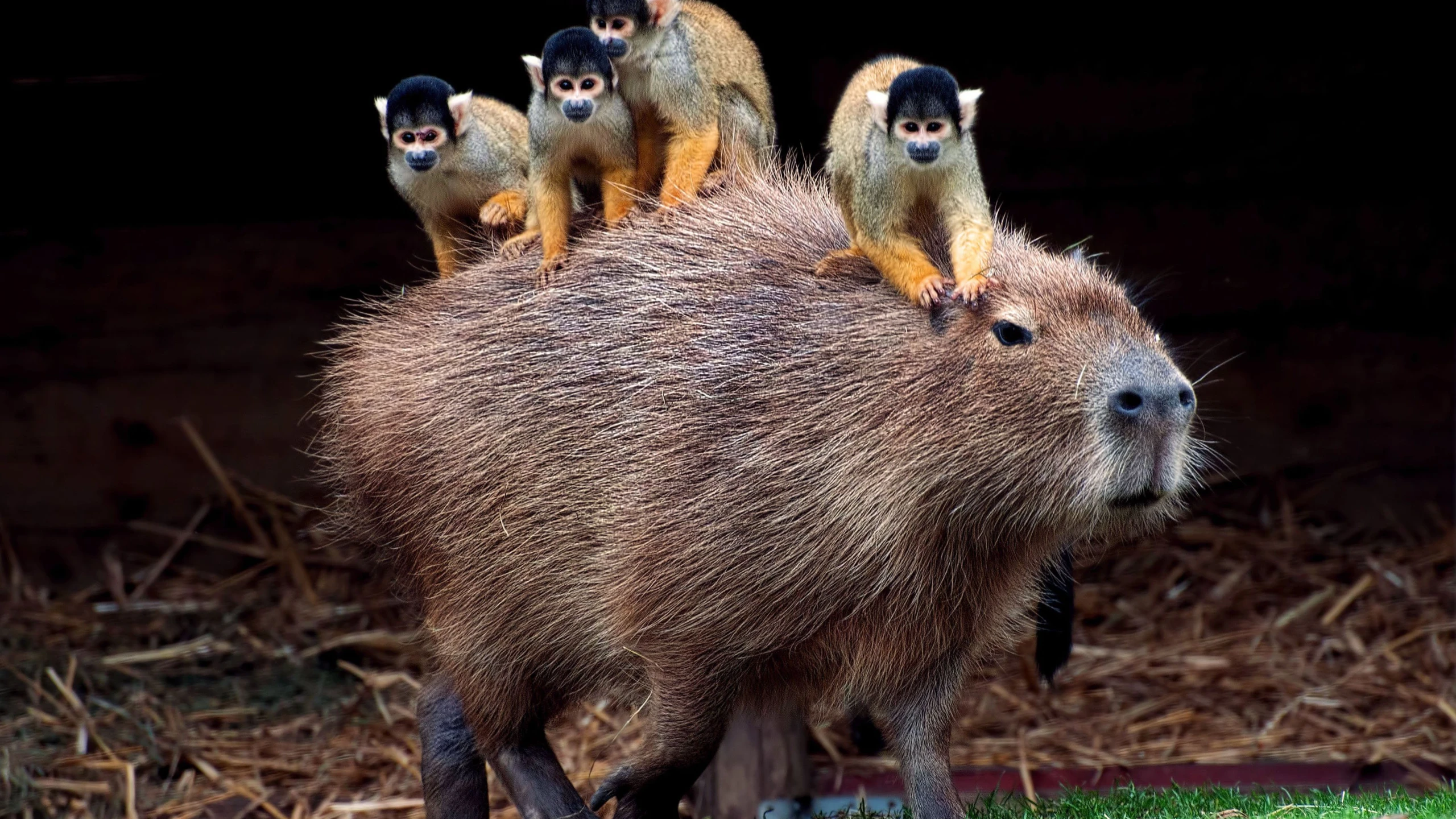 © web.de Artikelbild