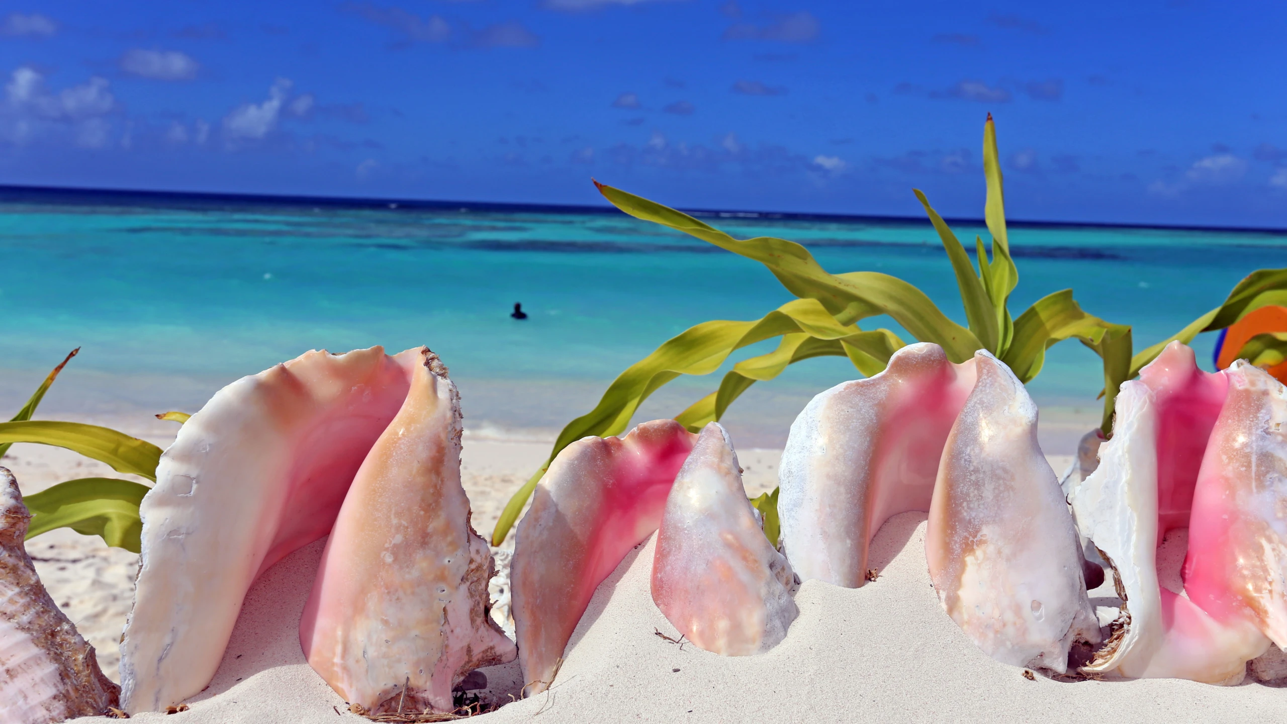 © Verena Diethelm Artikelbild