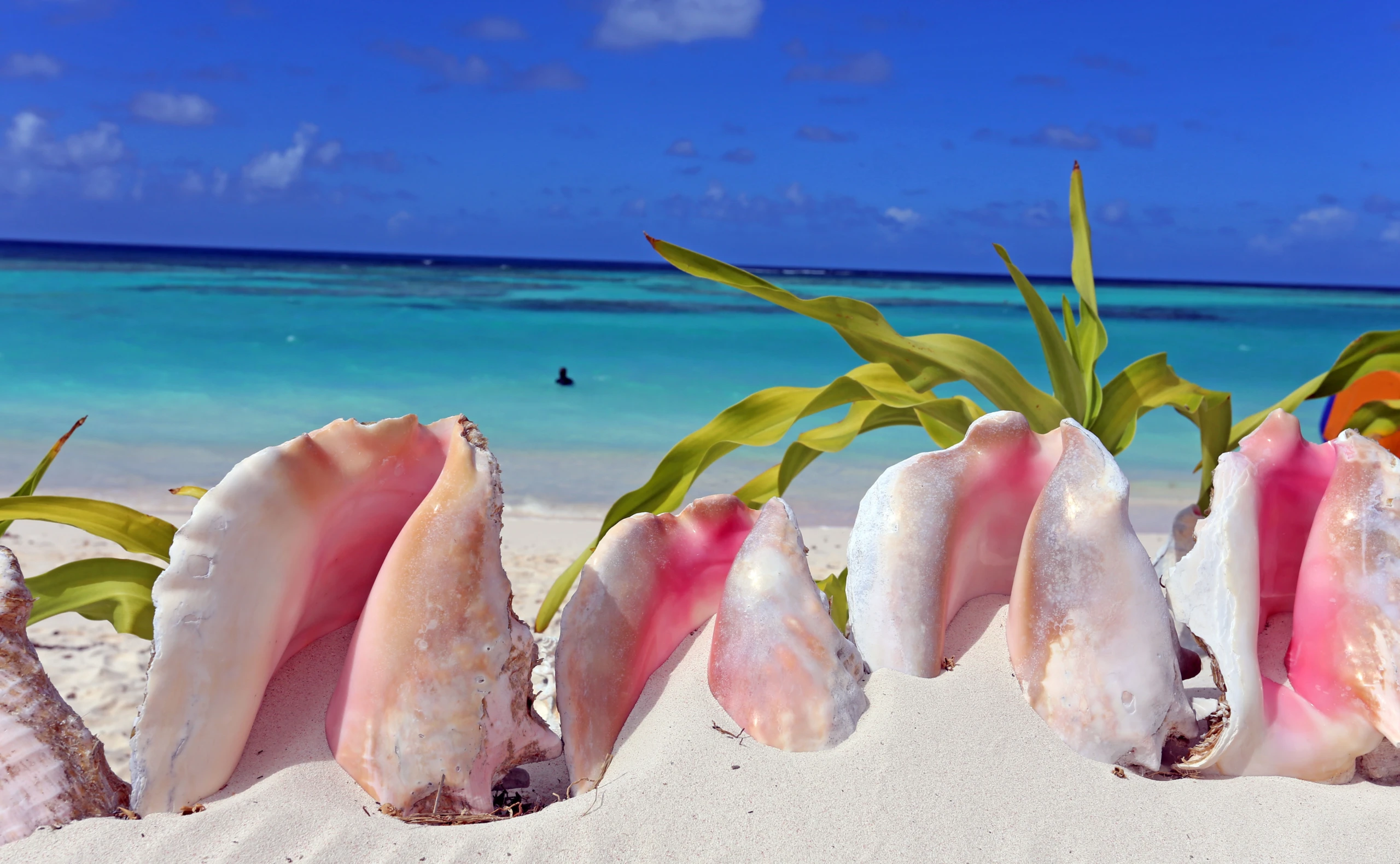 Karibische Kombination