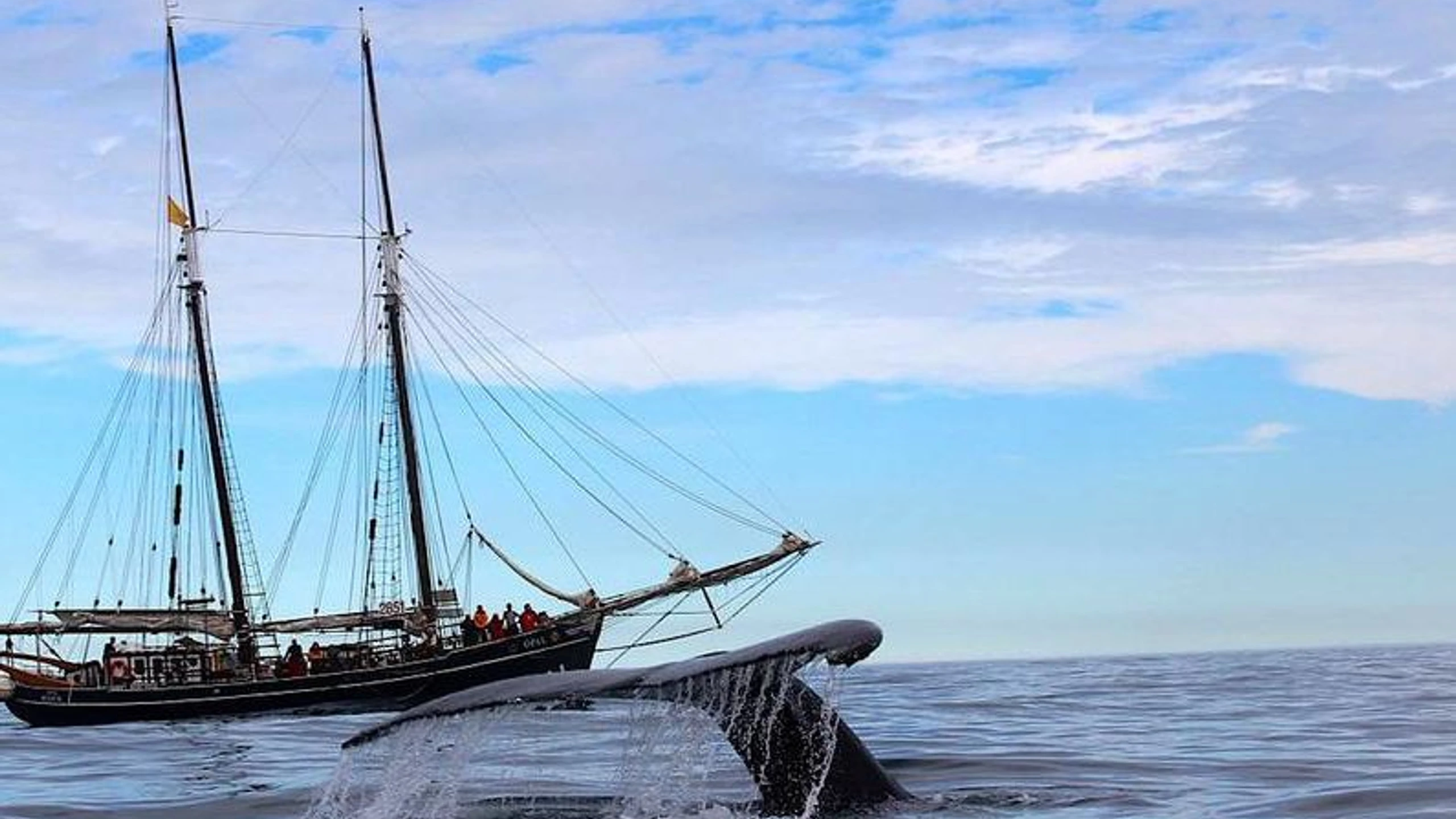 © North Sailing Artikelbild